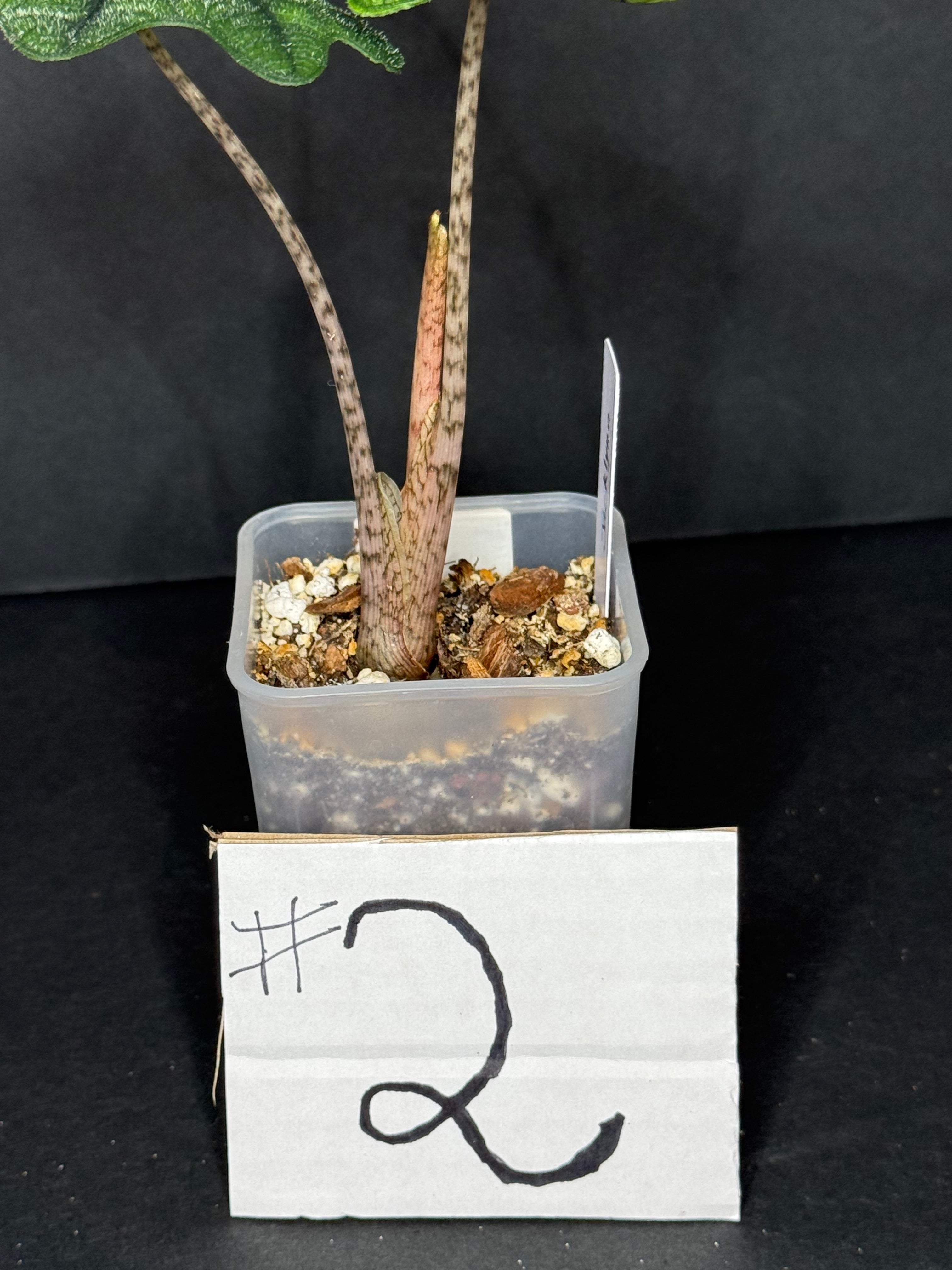 Alocasia Jacklin #2