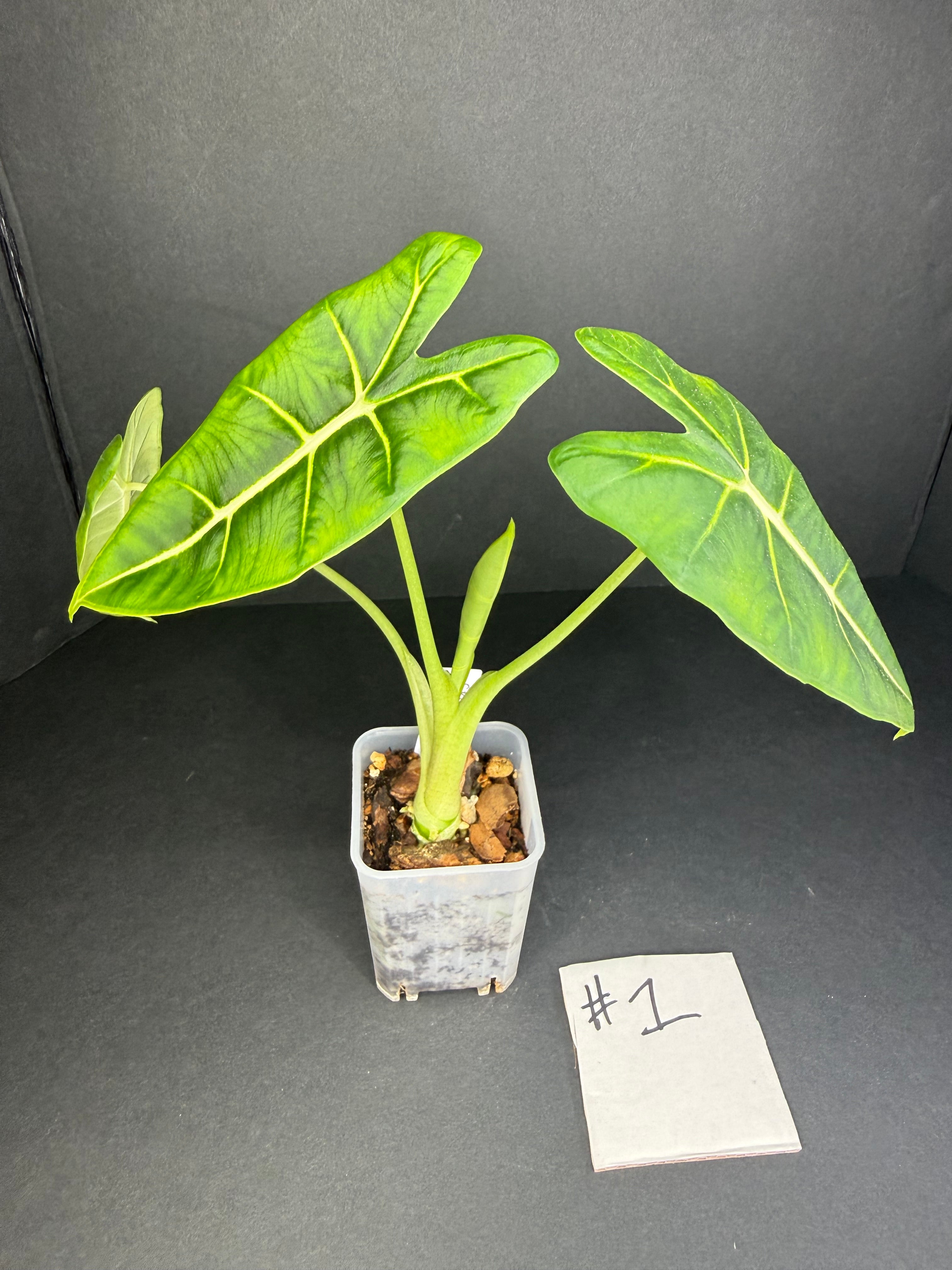 Alocasia Frydek #1