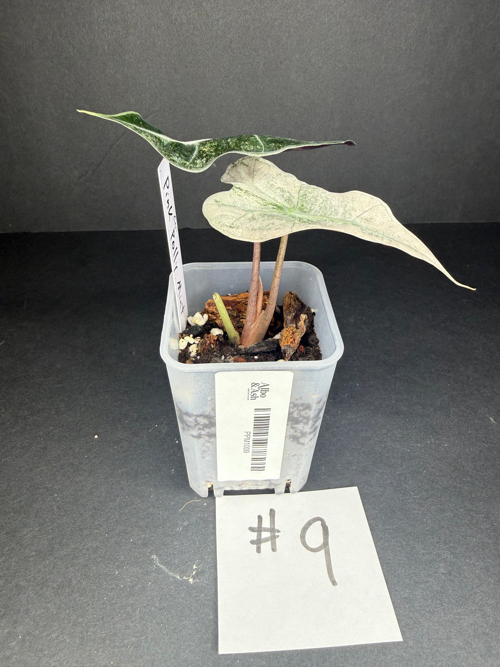Alocasia Pink Polly Mint #9