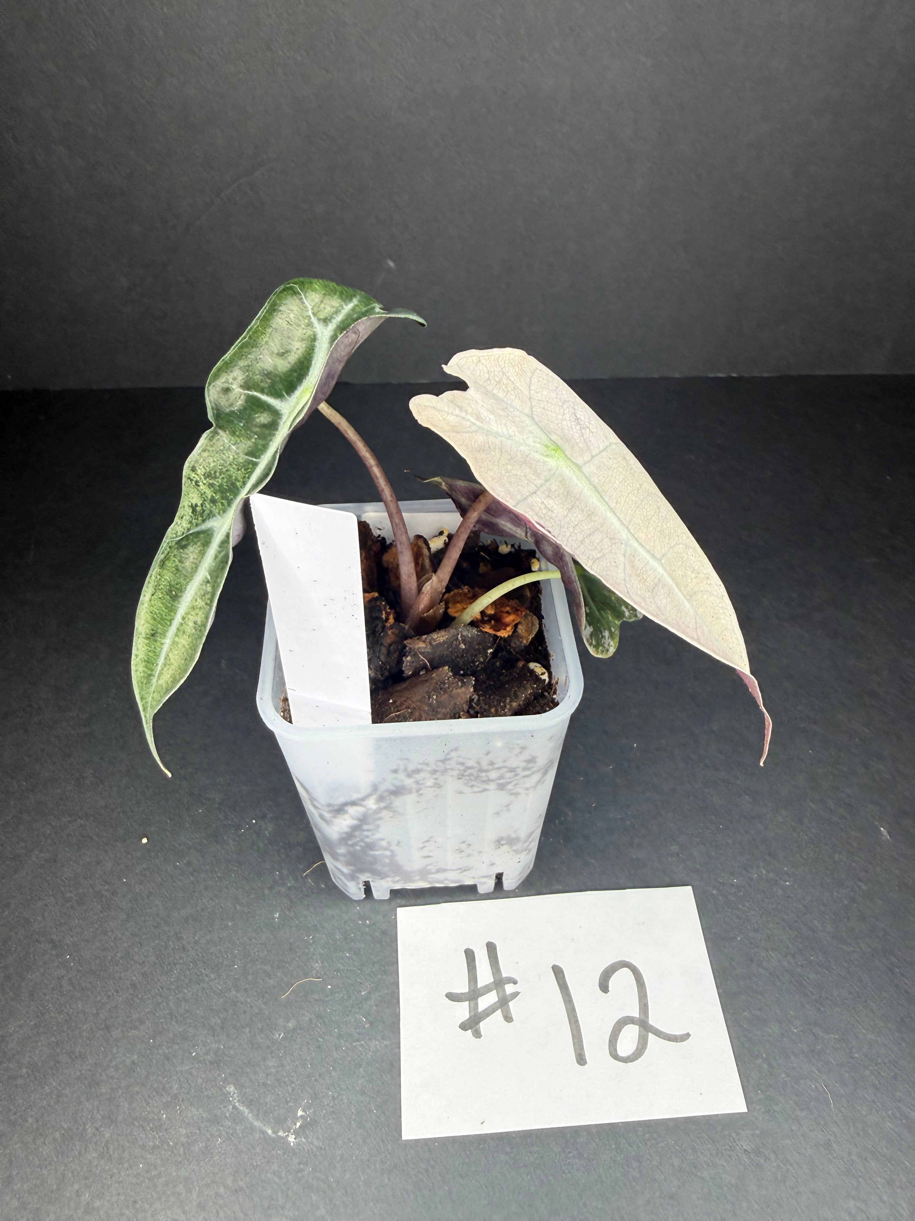 Alocasia Pink Polly Mint #12