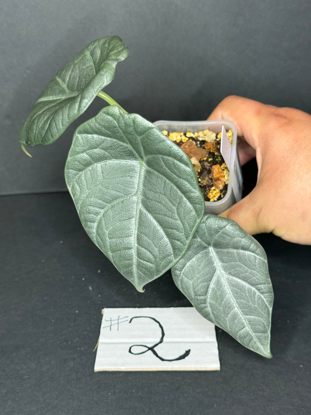 Alocasia Maharani Pup #2
