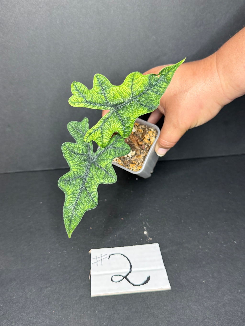 Alocasia Jacklin #2