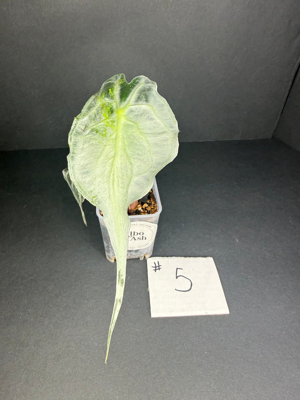 Alocasia Venom #5