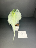 Alocasia Venom #5