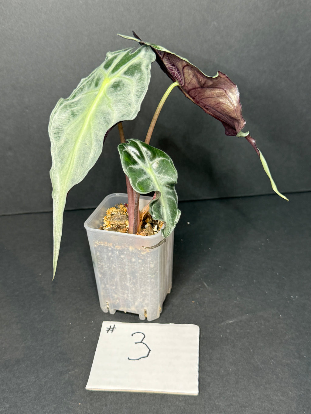 Alocasia Venom #3