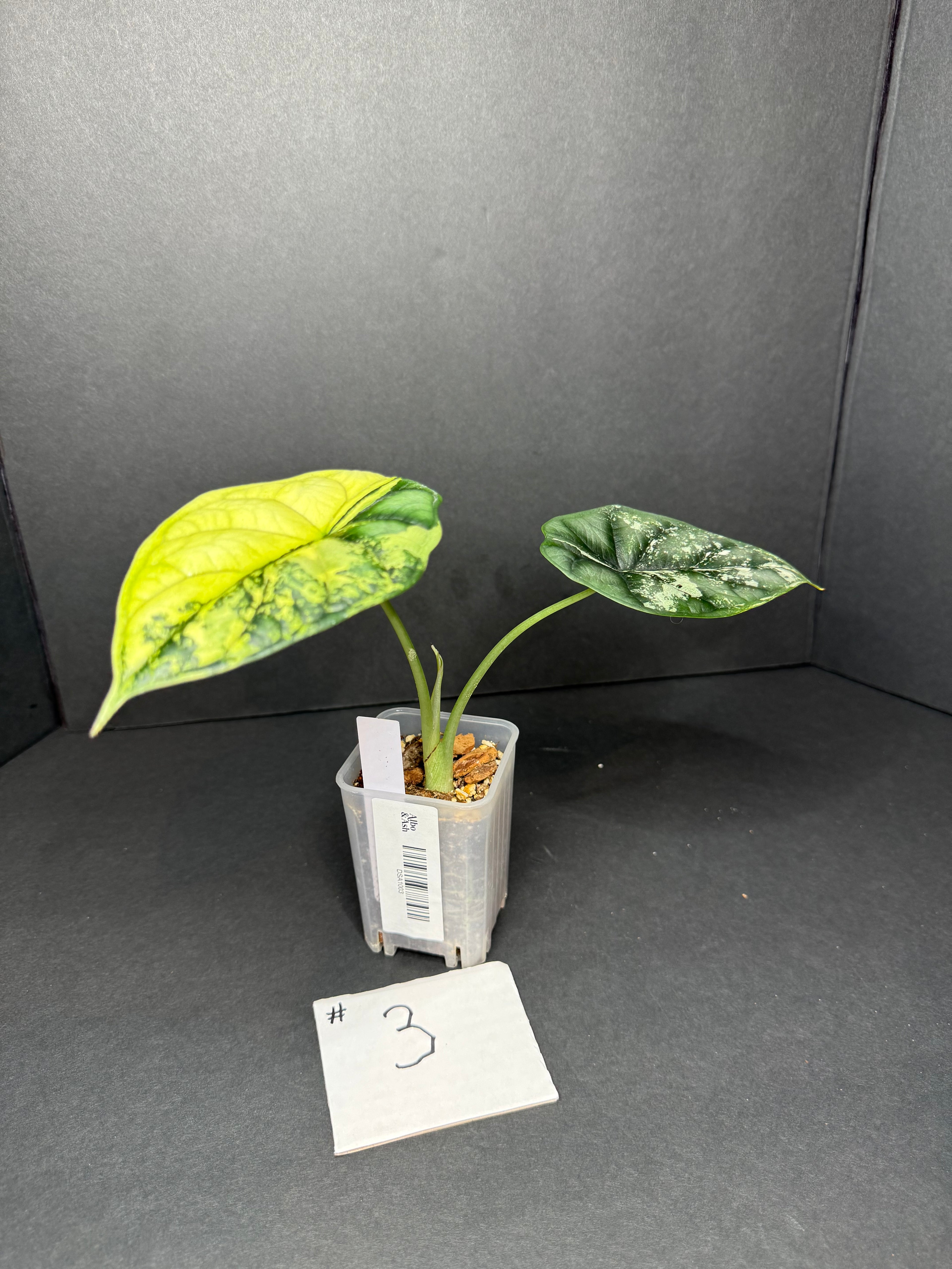 Alocasia Dragon Scale Albo #3