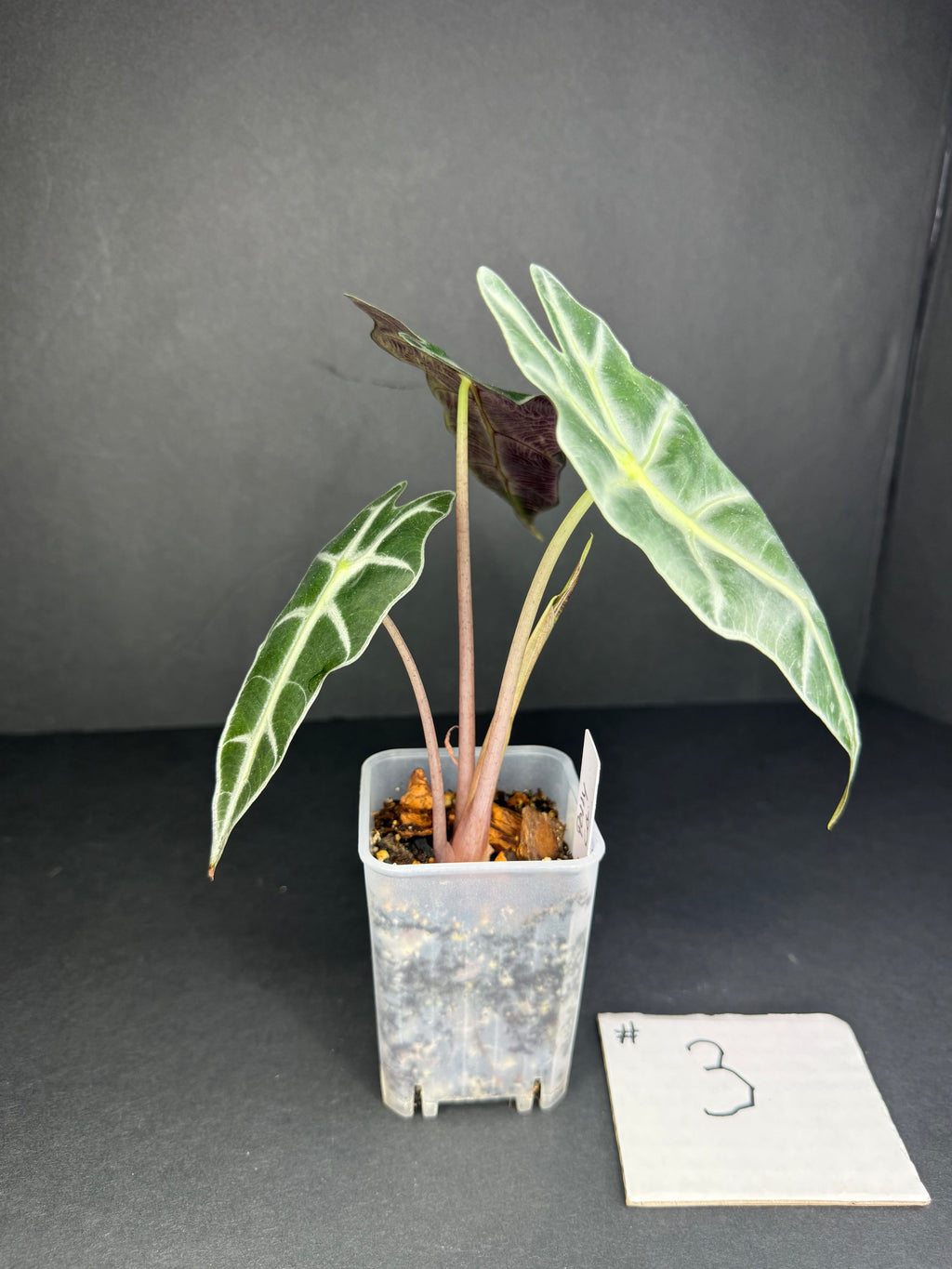 Alocasia Polly #3