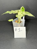 Alocasia Macrorrhiza Camouflage #1