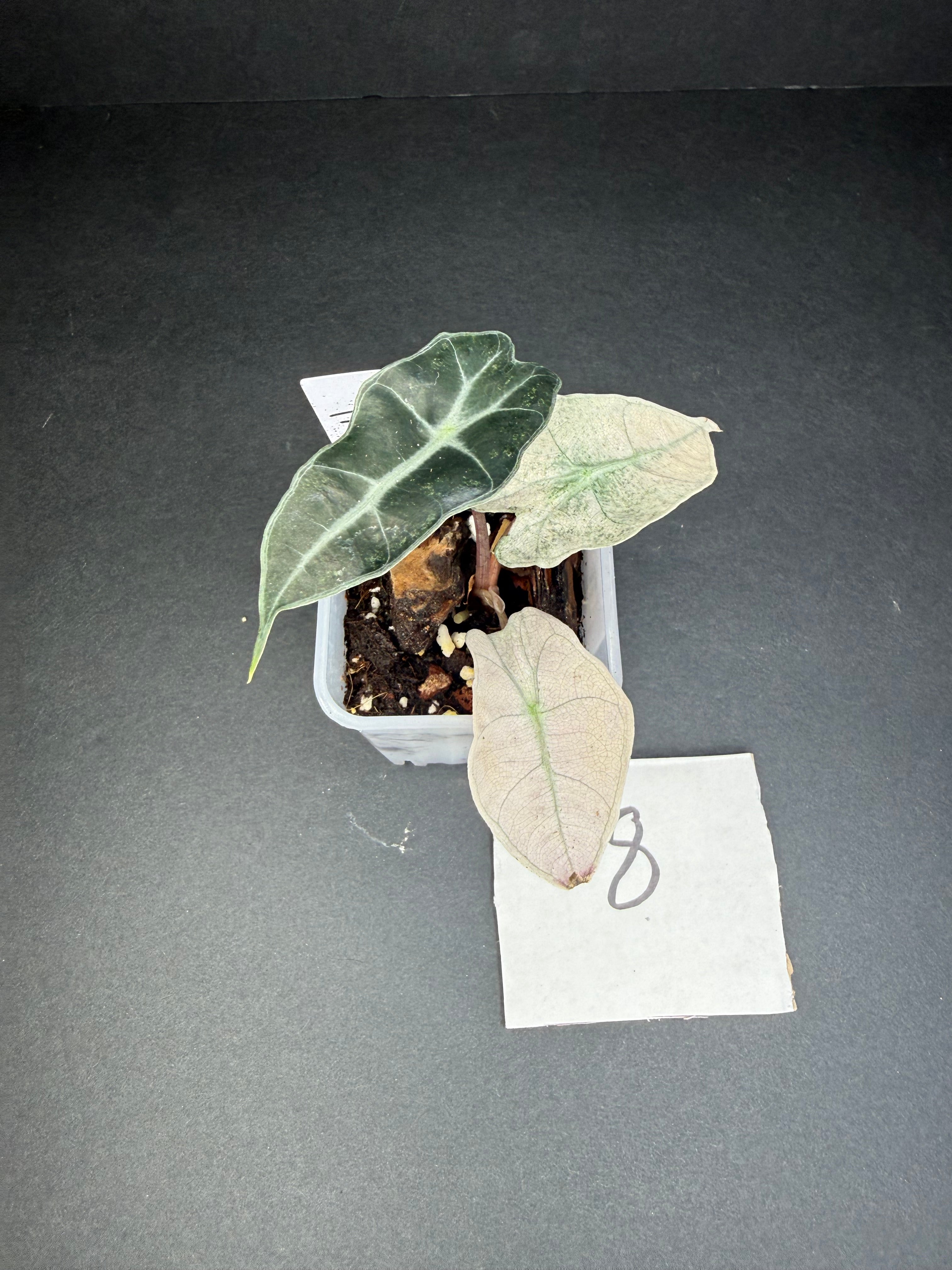 Alocasia Pink Polly Mint 8