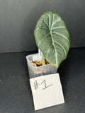 Alocasia Maharani Pup #1