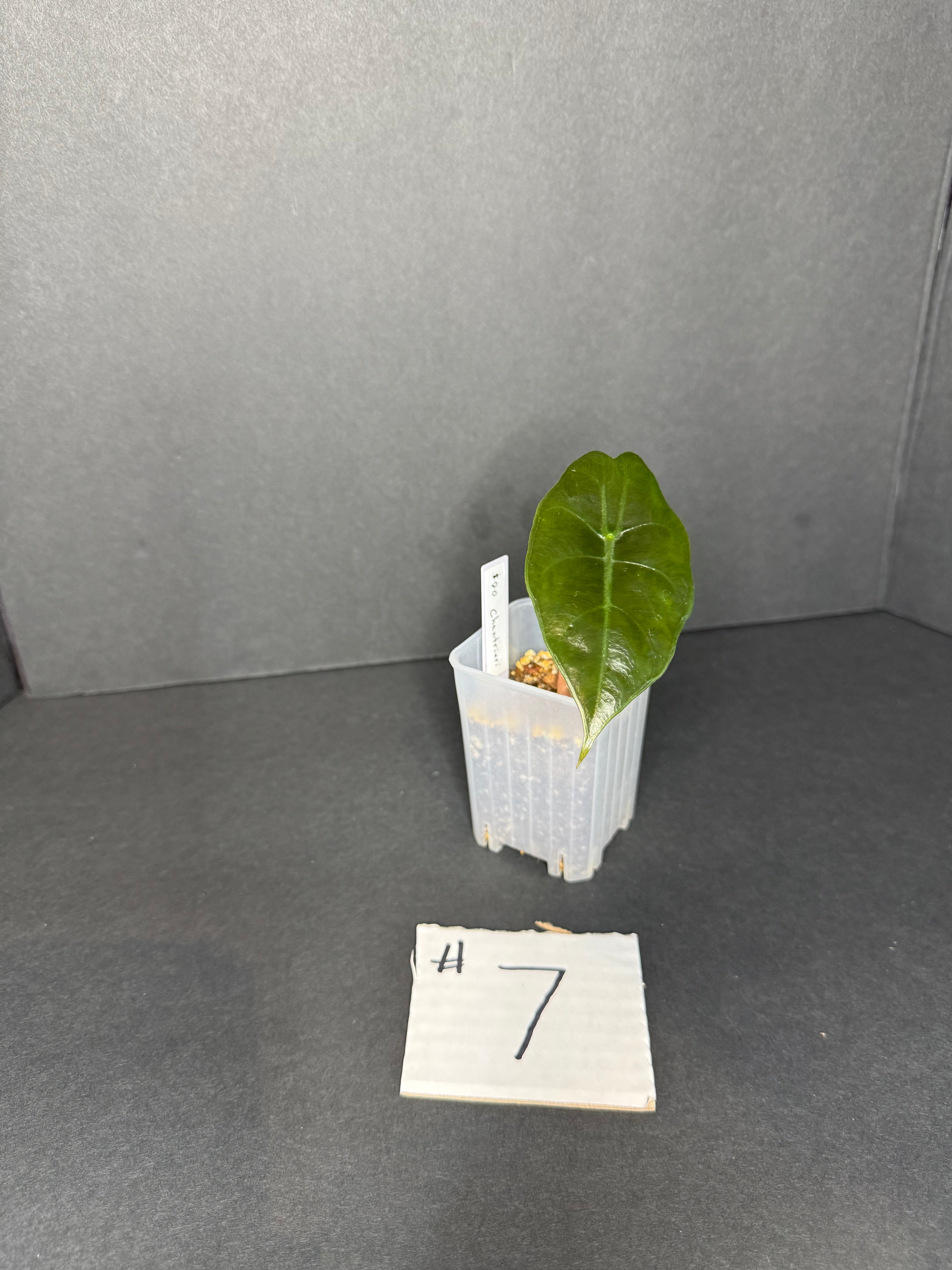 Alocasia Chantrieri Pup #7