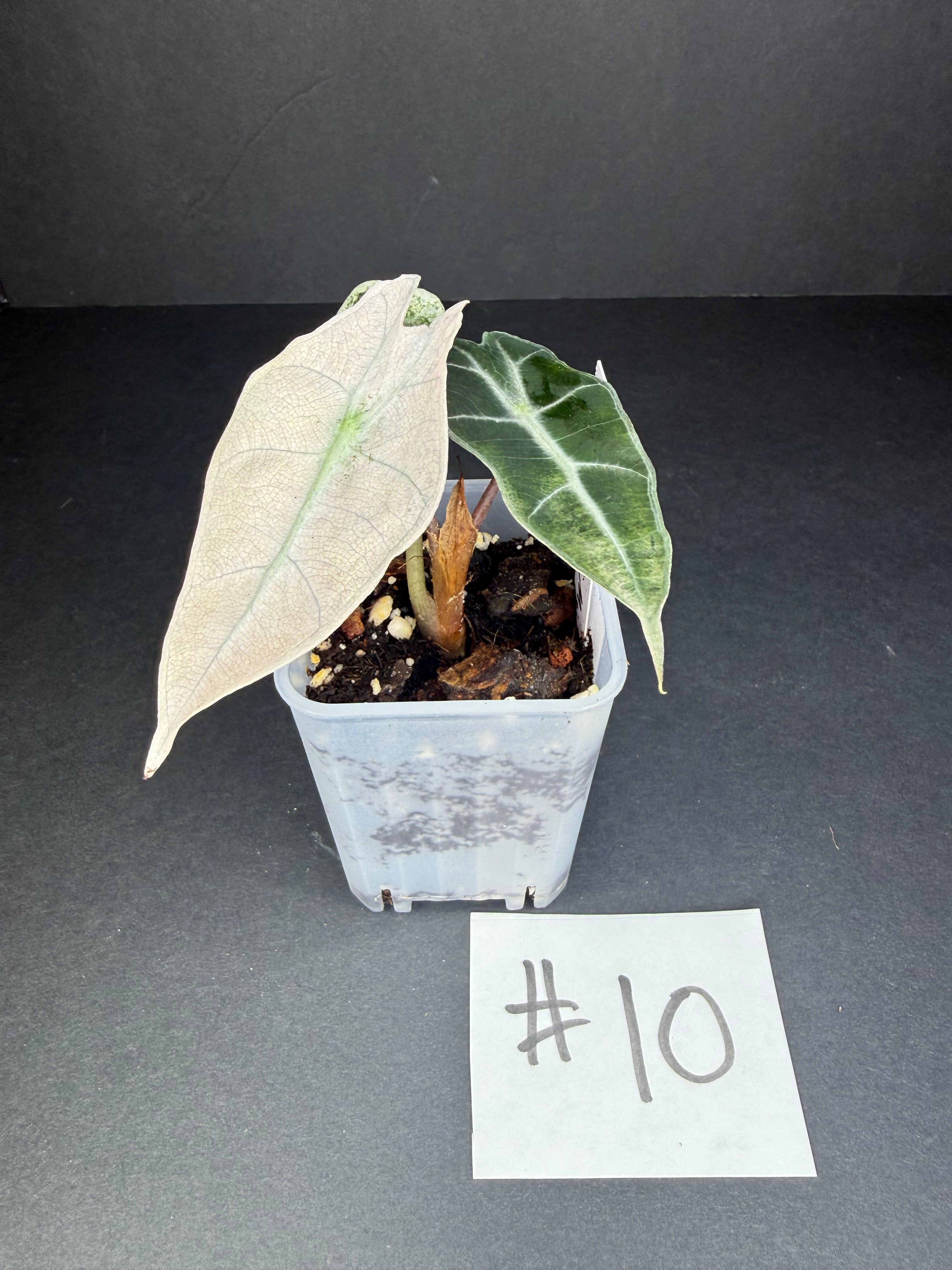Alocasia Pink Polly Mint #10