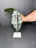 Alocasia Chantrieri Teen #4