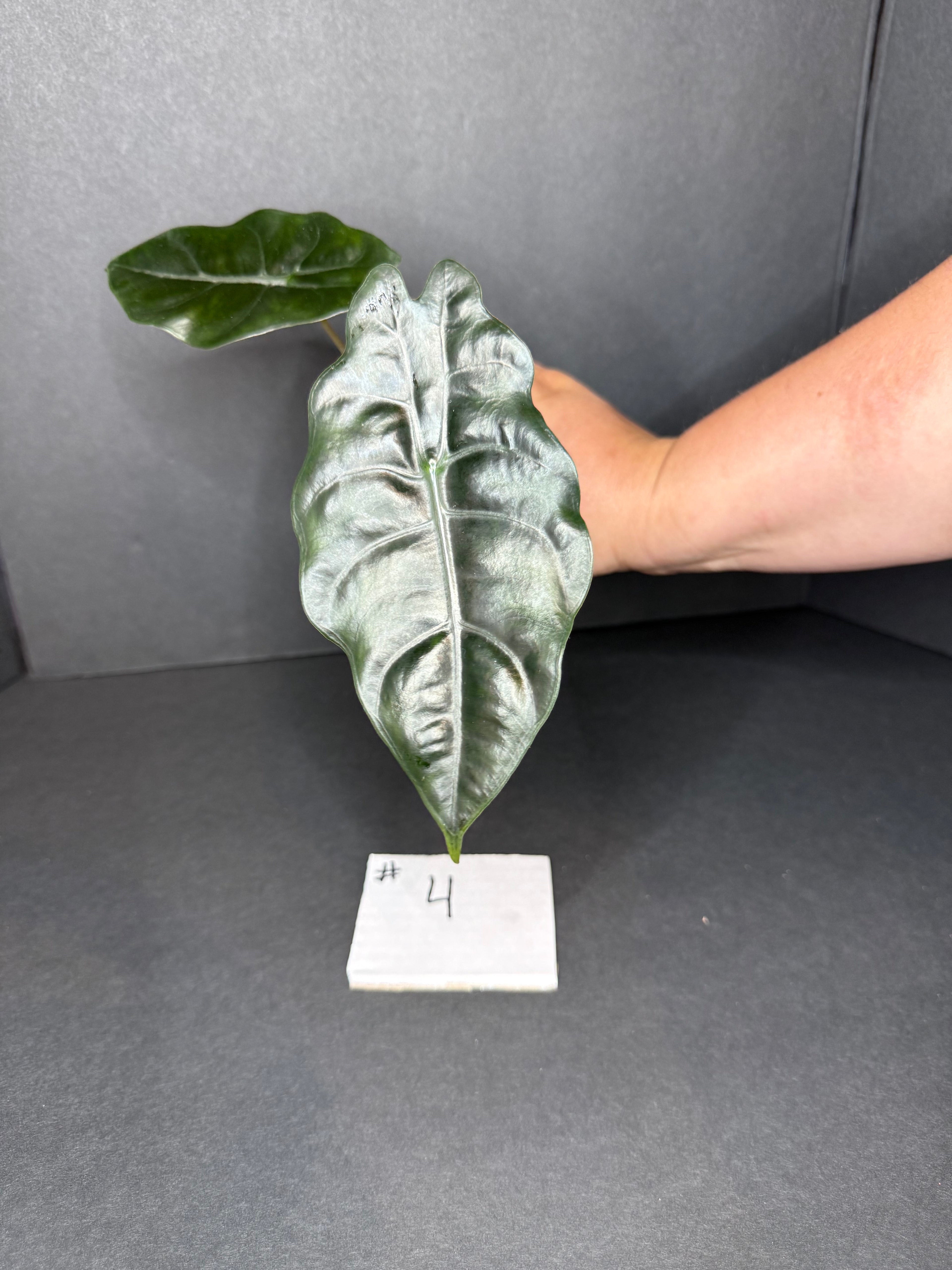 Alocasia Chantrieri Teen #4