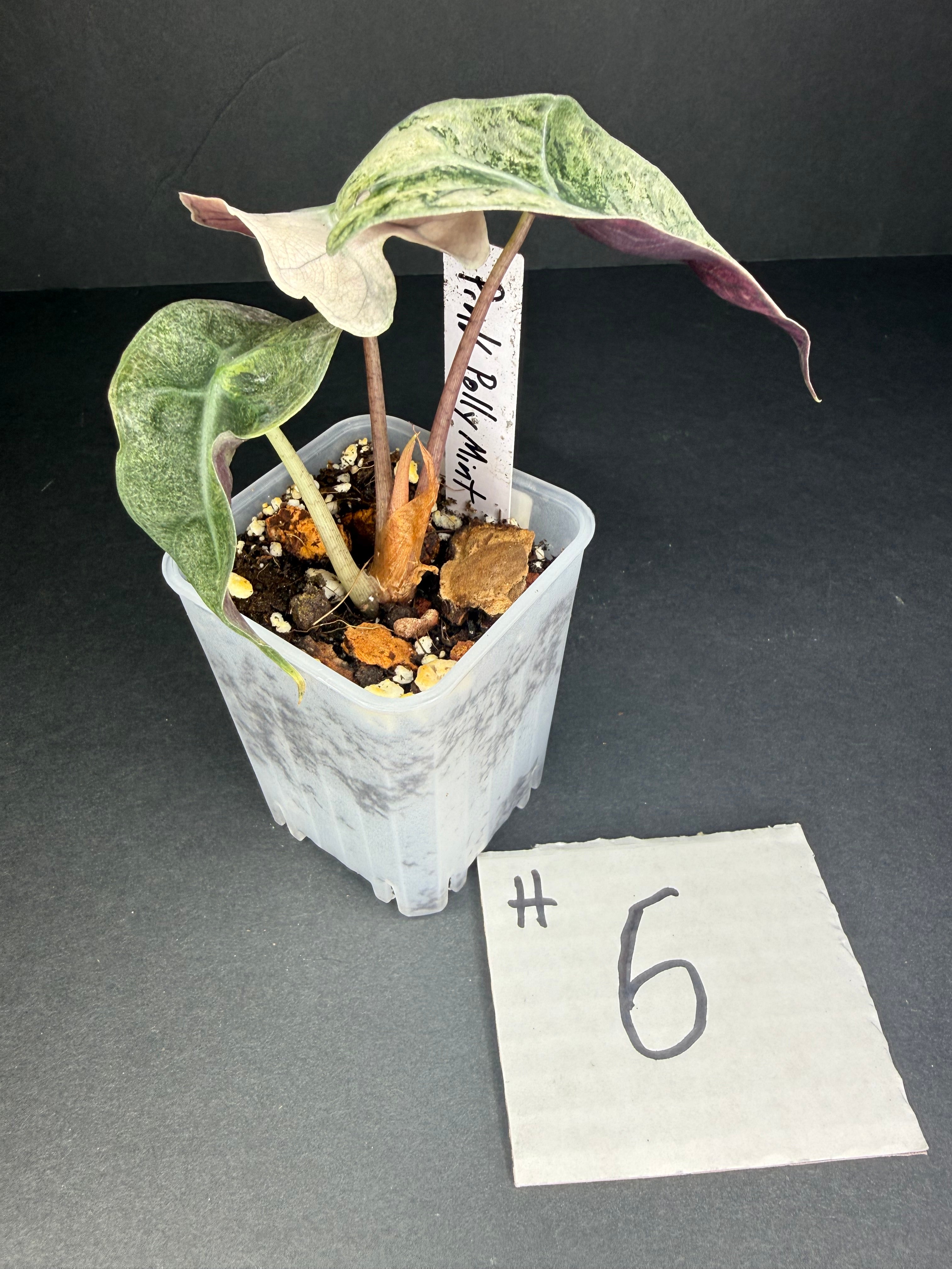 Alocasia Pink Polly Mint #6