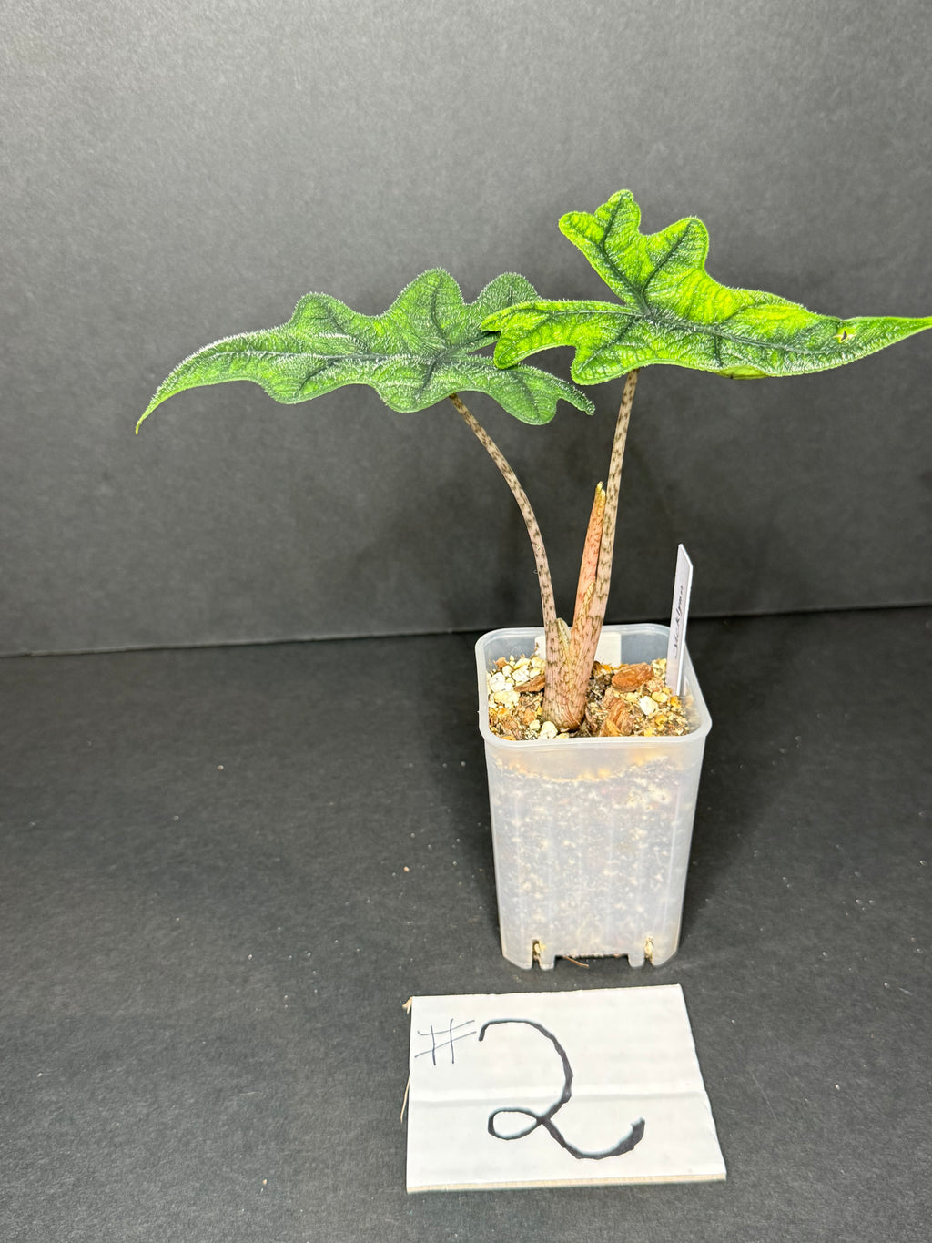 Alocasia Jacklin #2