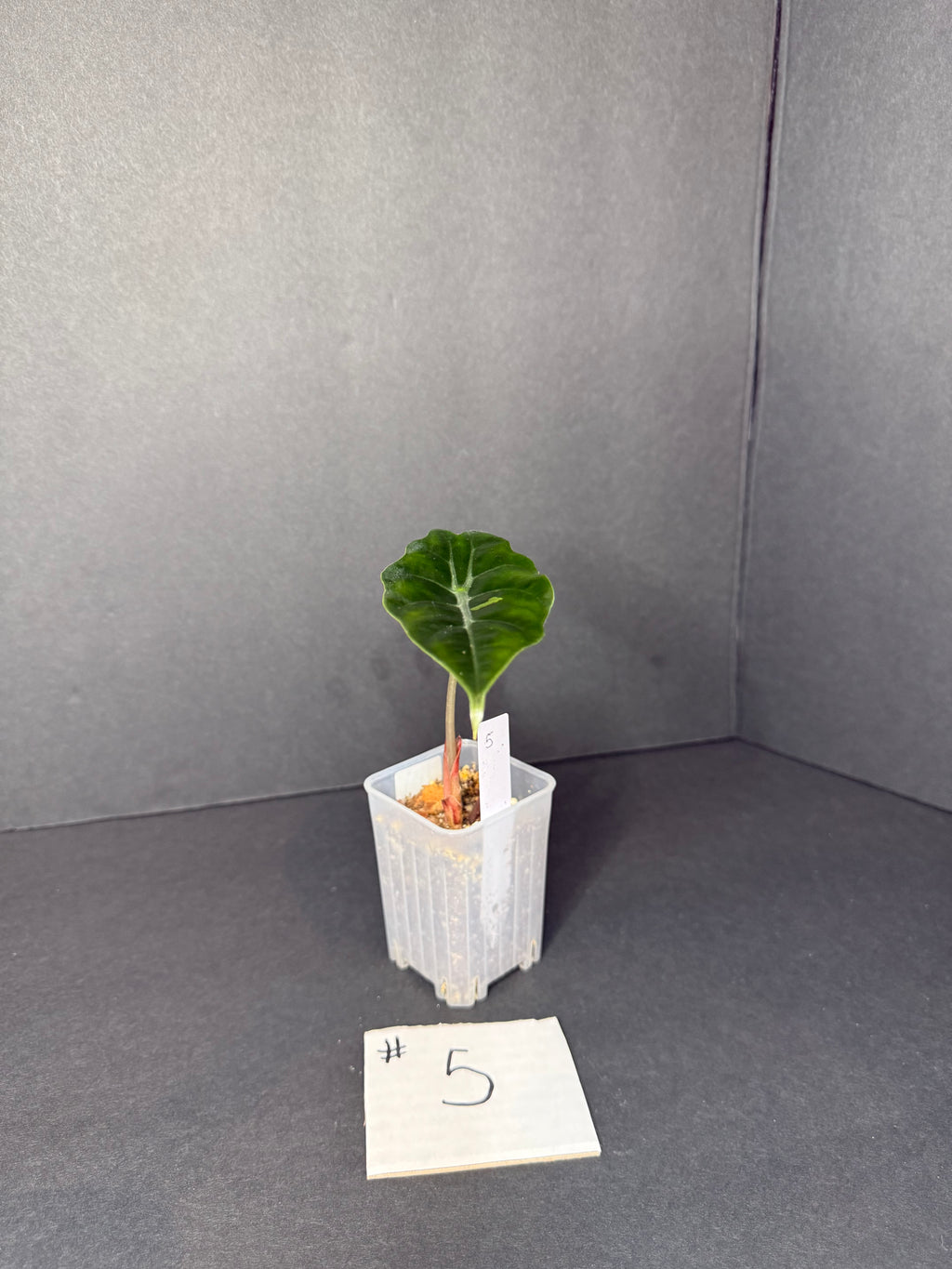 Alocasia Chantrieri Pup #5