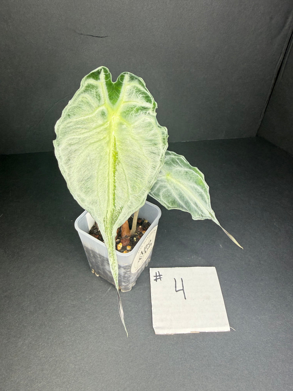 Alocasia Venom #4