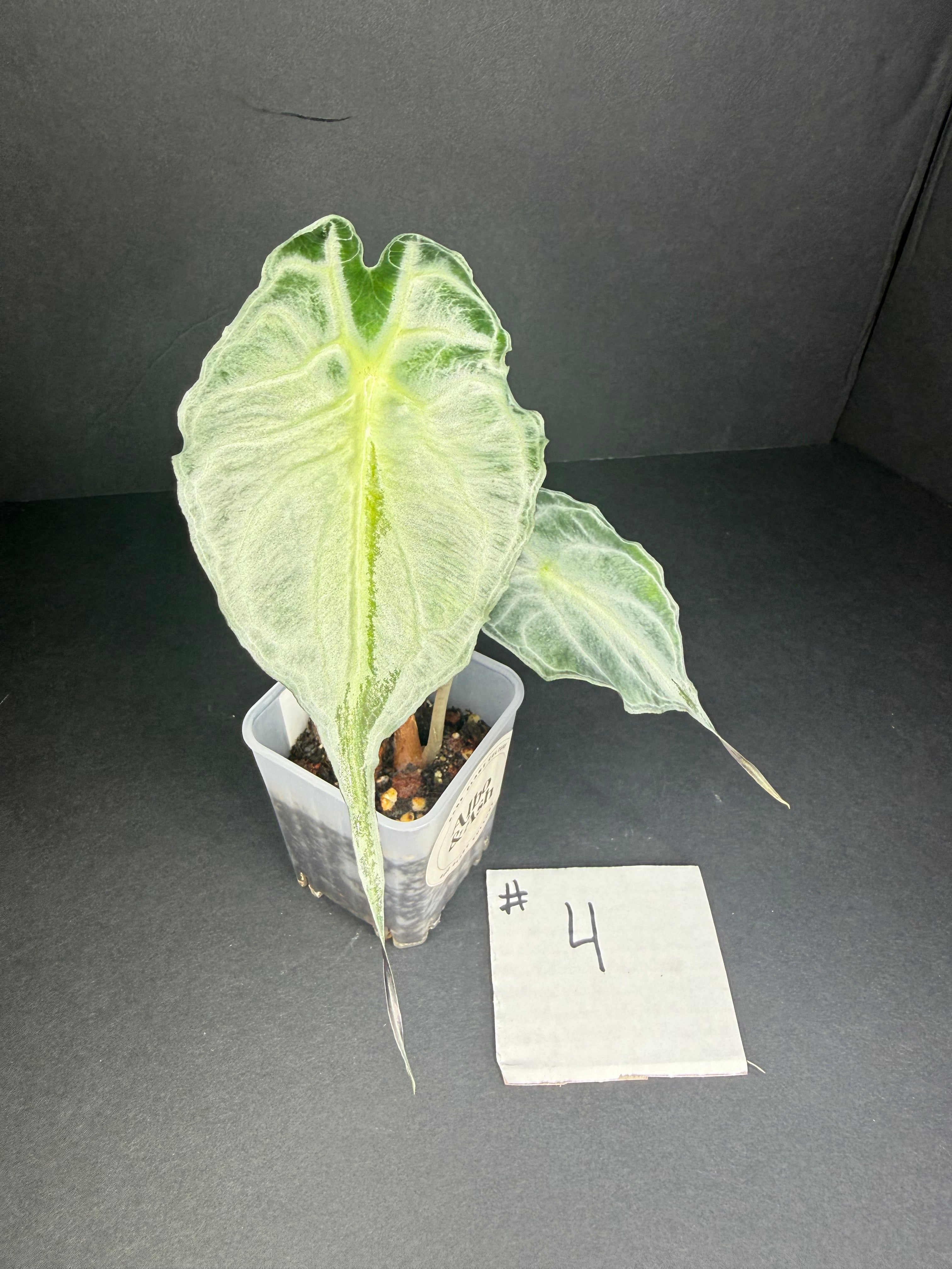 Alocasia Venom #4
