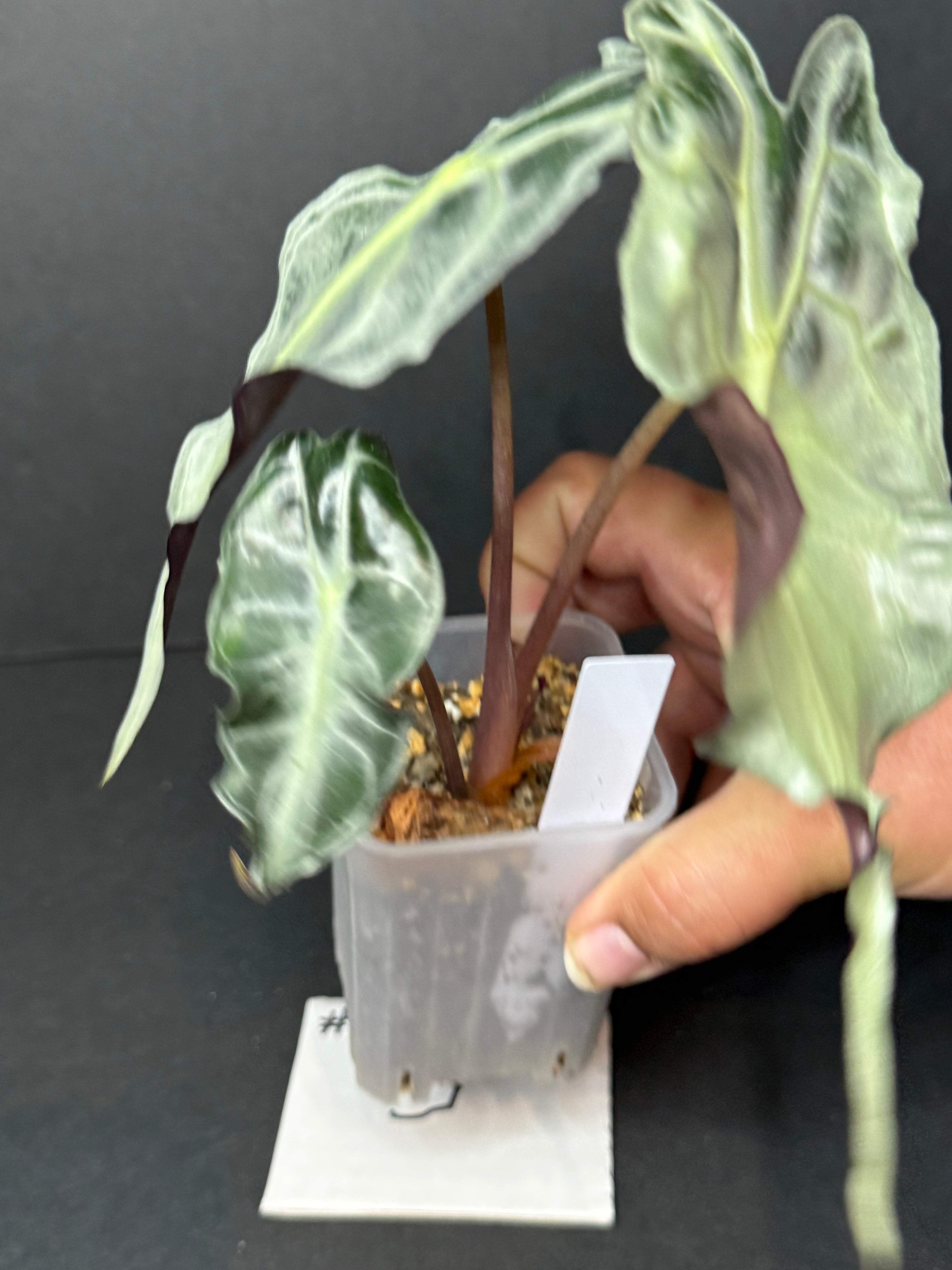 Alocasia Venom #3