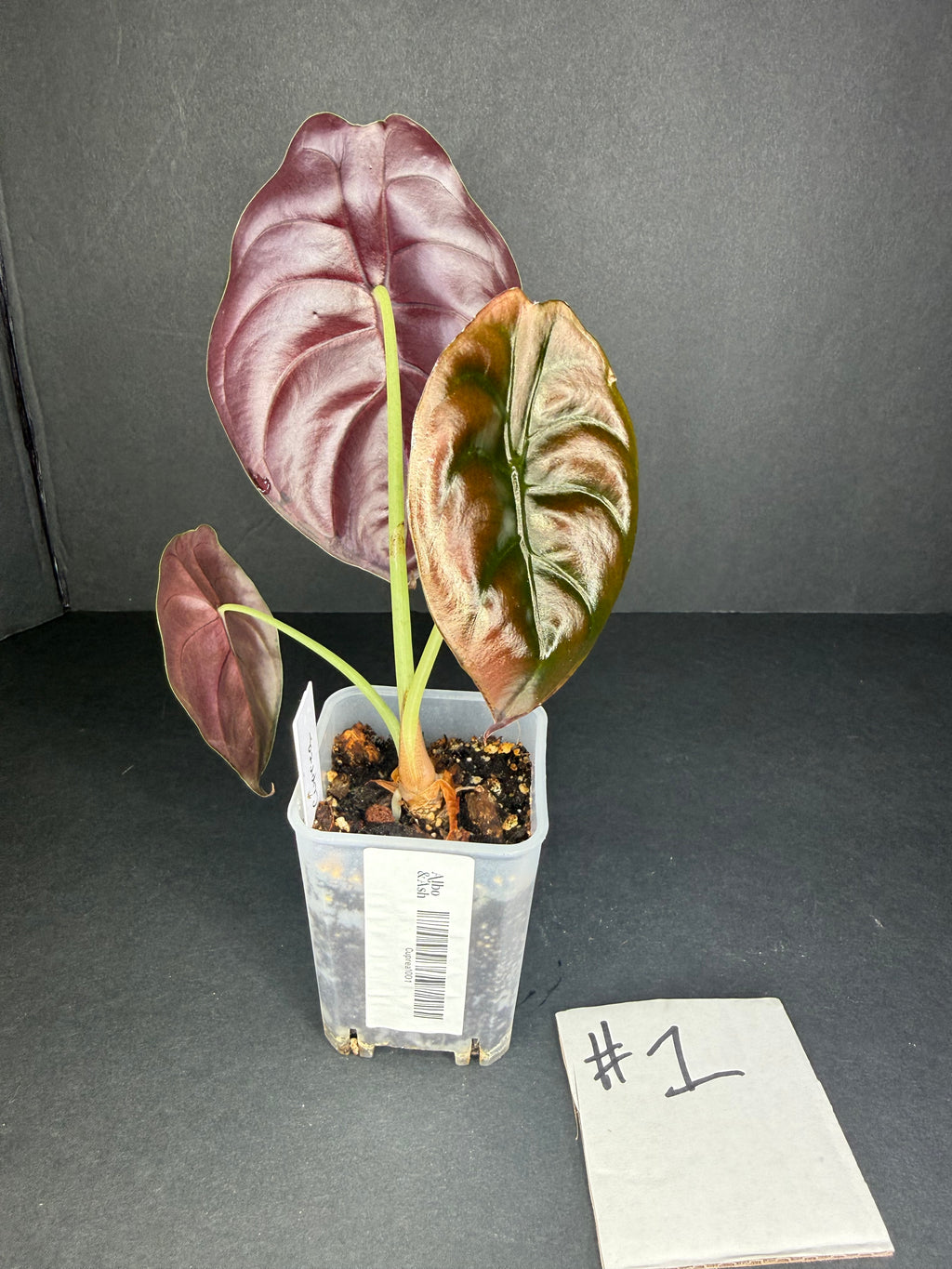 Alocasia Cuprea #1