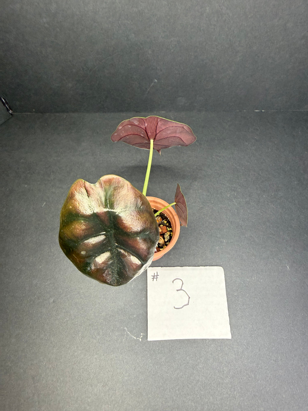 Alocasia Cuprea Pup #3
