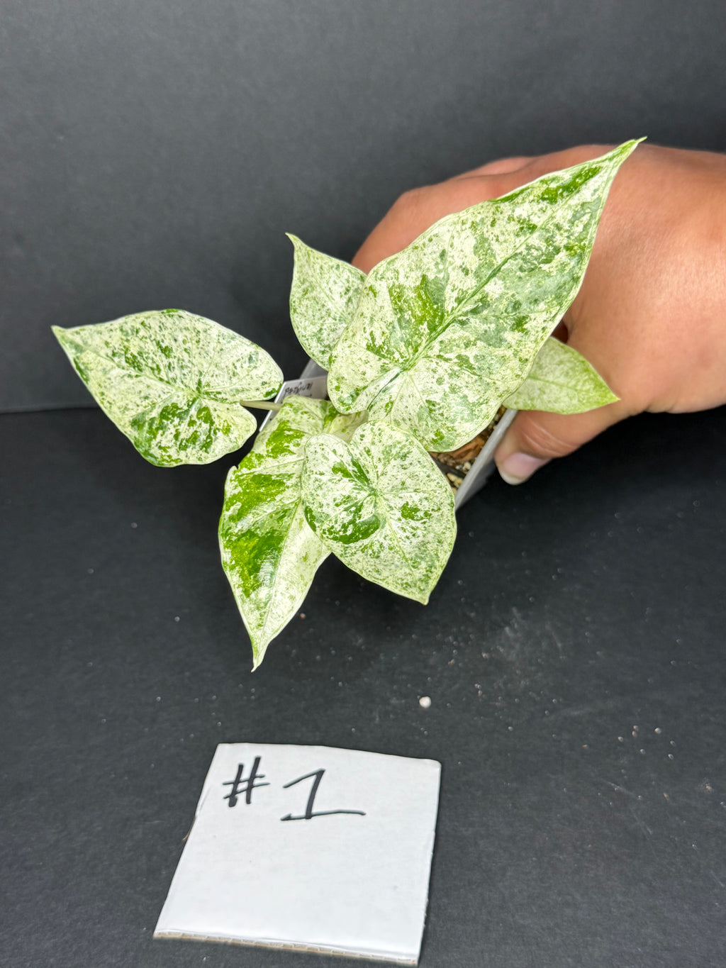 Alocasia Macrorrhiza Camouflage #1