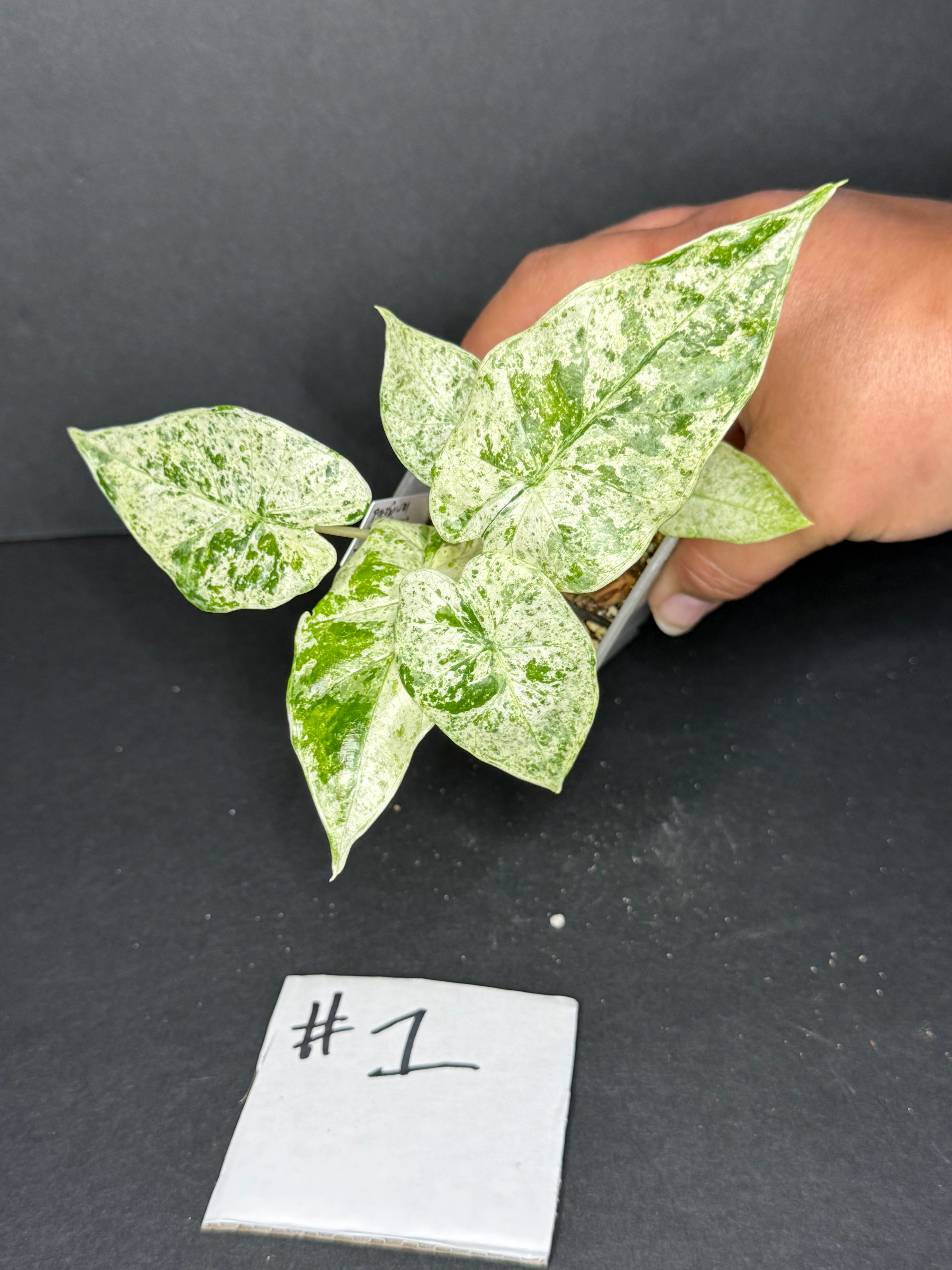 Alocasia Macrorrhiza Camouflage #1
