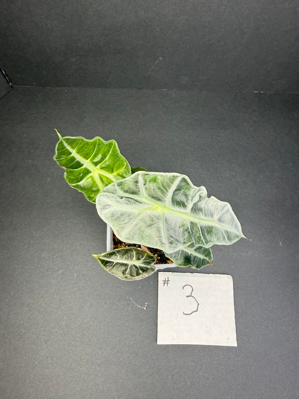 Alocasia Polly Aurea #3