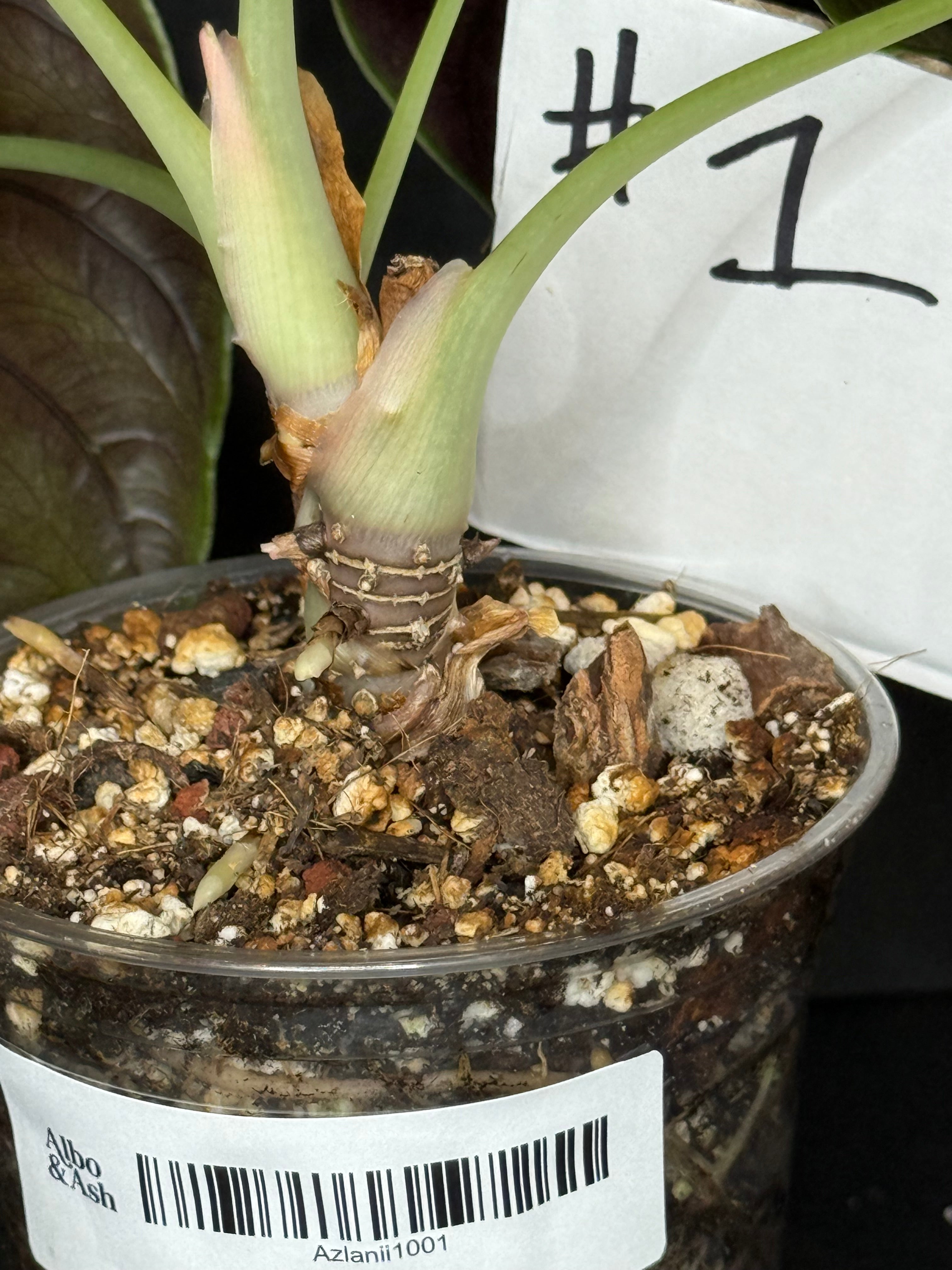 Alocasia Azlanii #1