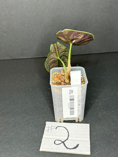 Alocasia Azlanii Pup #2