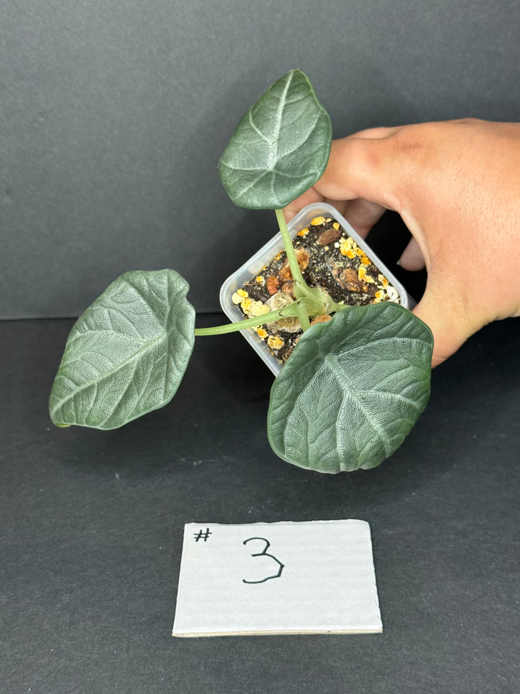 Alocasia Maharani Pup #3