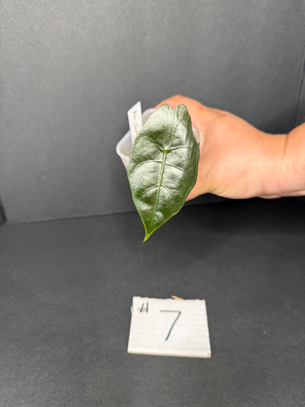 Alocasia Chantrieri Pup #7