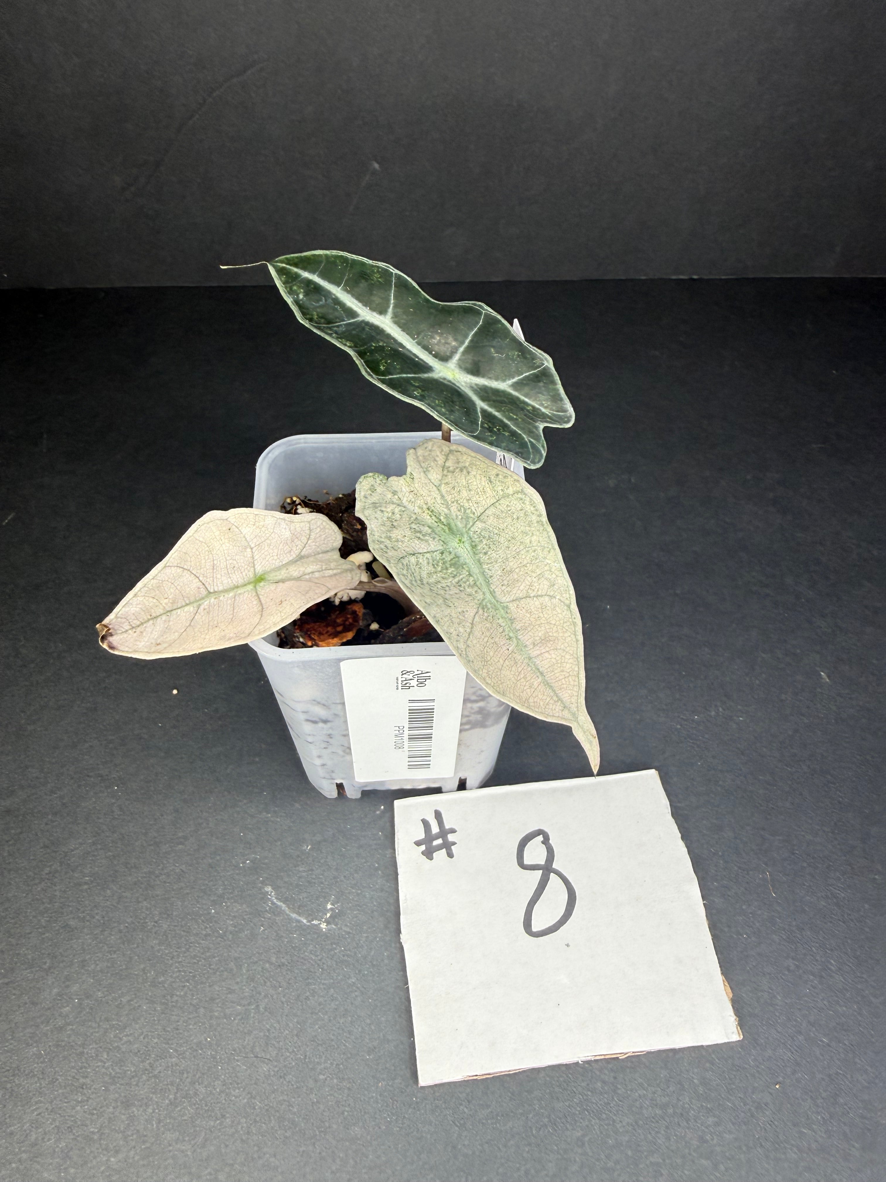 Alocasia Pink Polly Mint 8