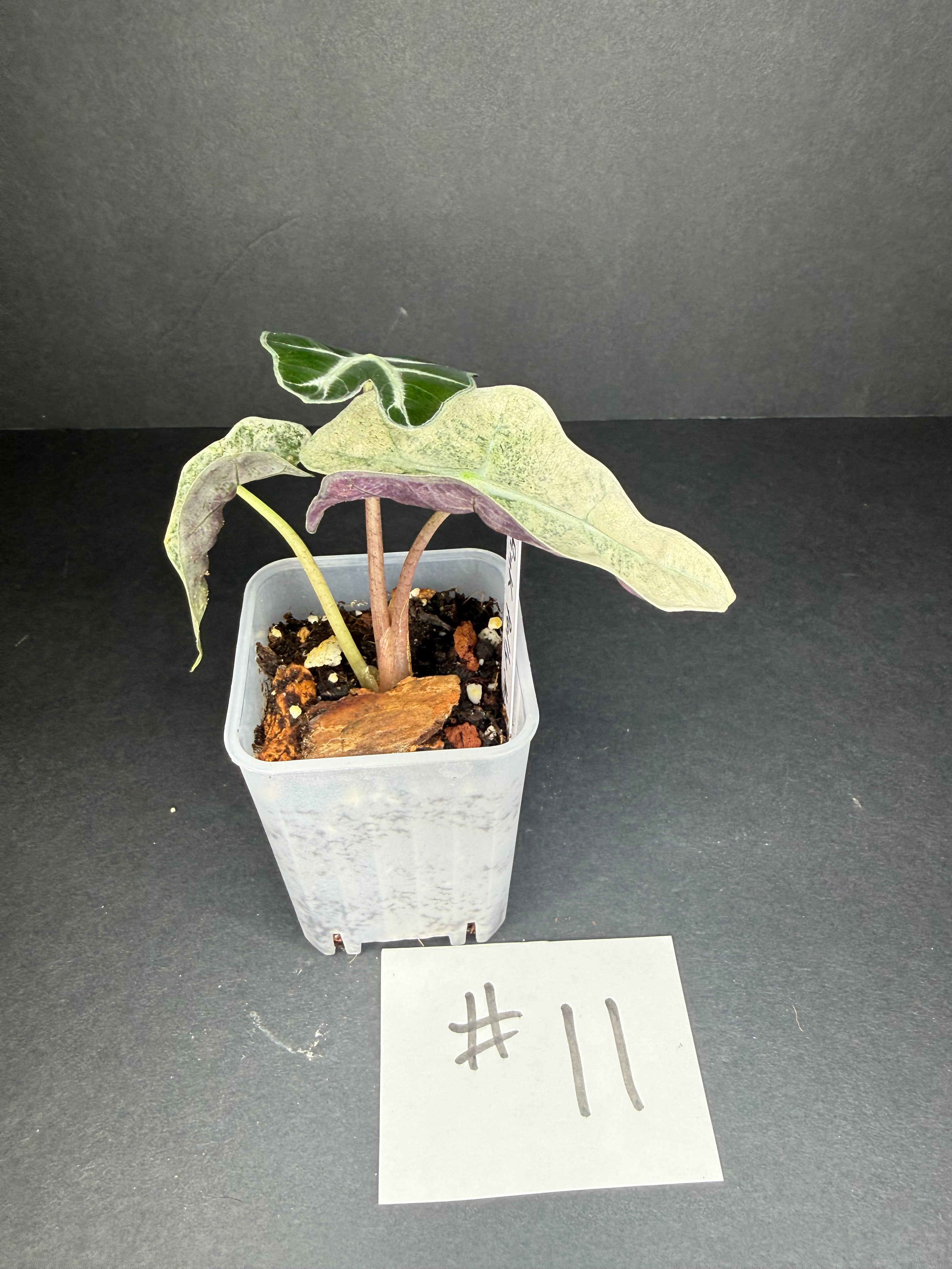 Alocasia Pink Polly Mint #11