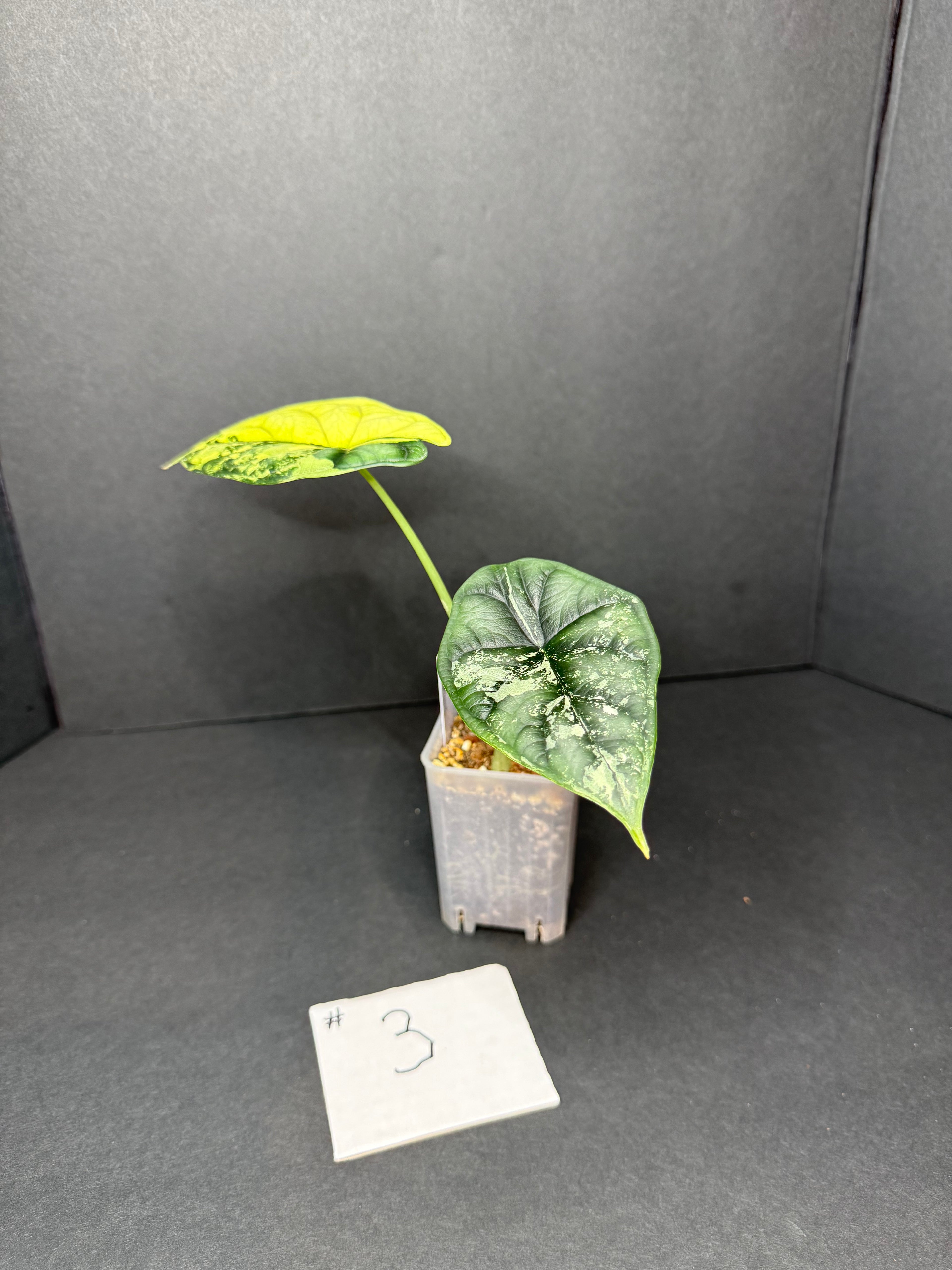 Alocasia Dragon Scale Albo #3