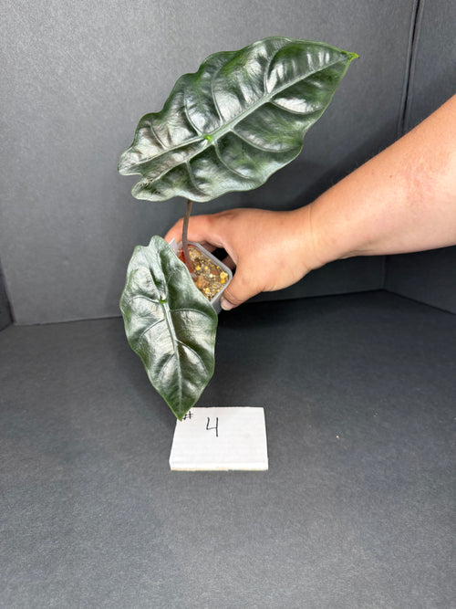 Alocasia Chantrieri Teen #4