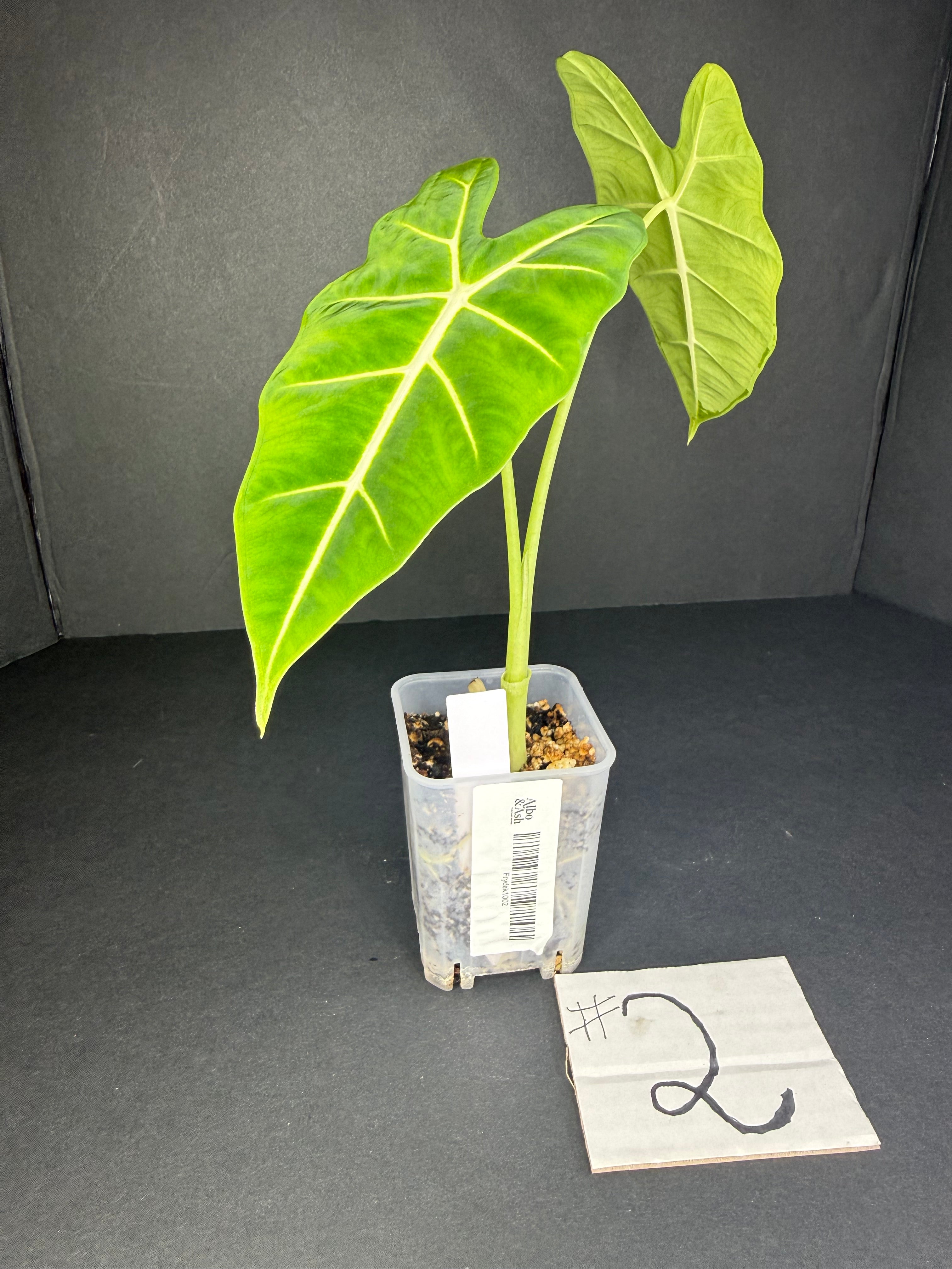 Alocasia Frydek #2