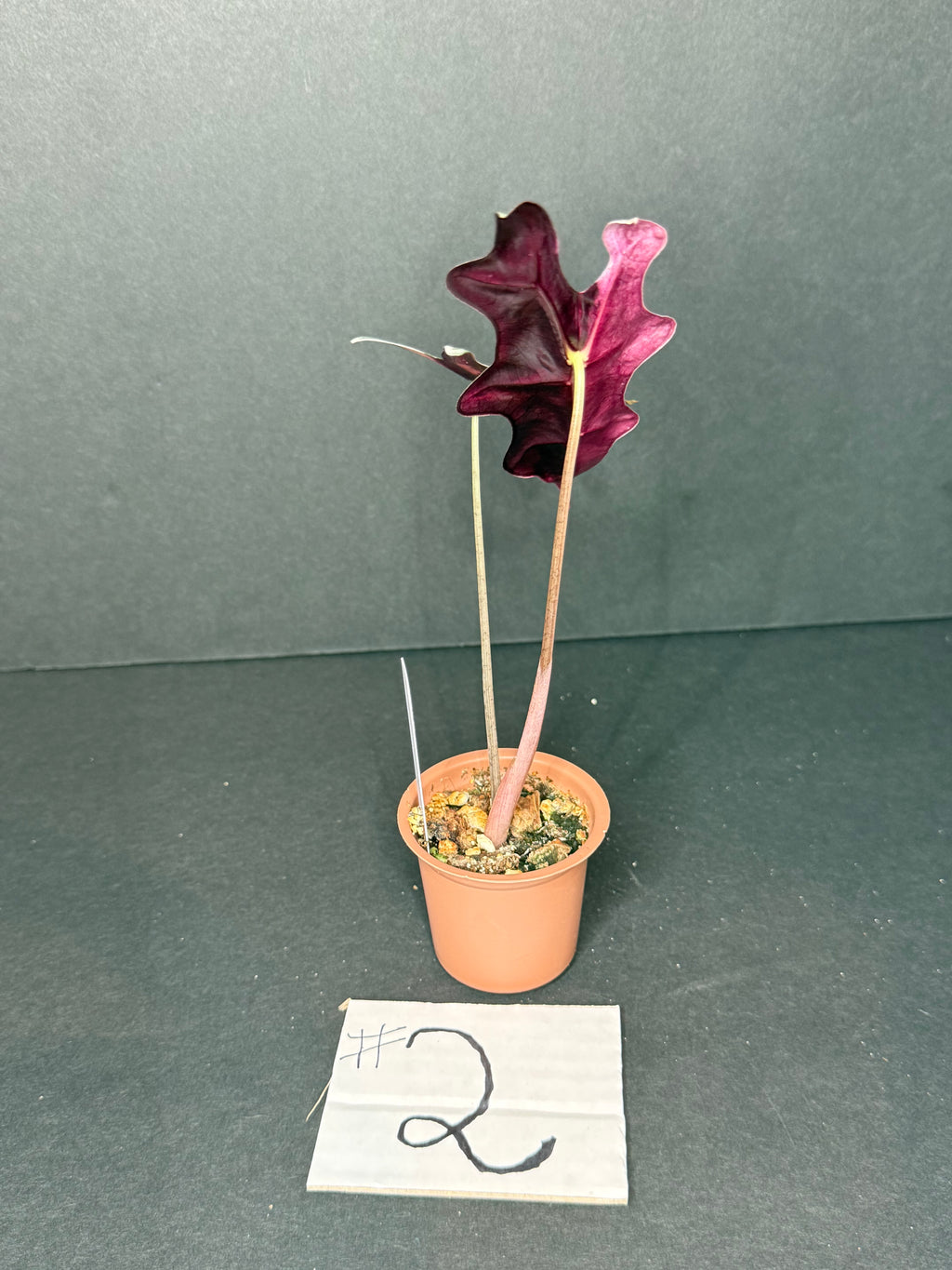 Alocasia Pink Nobilis #2