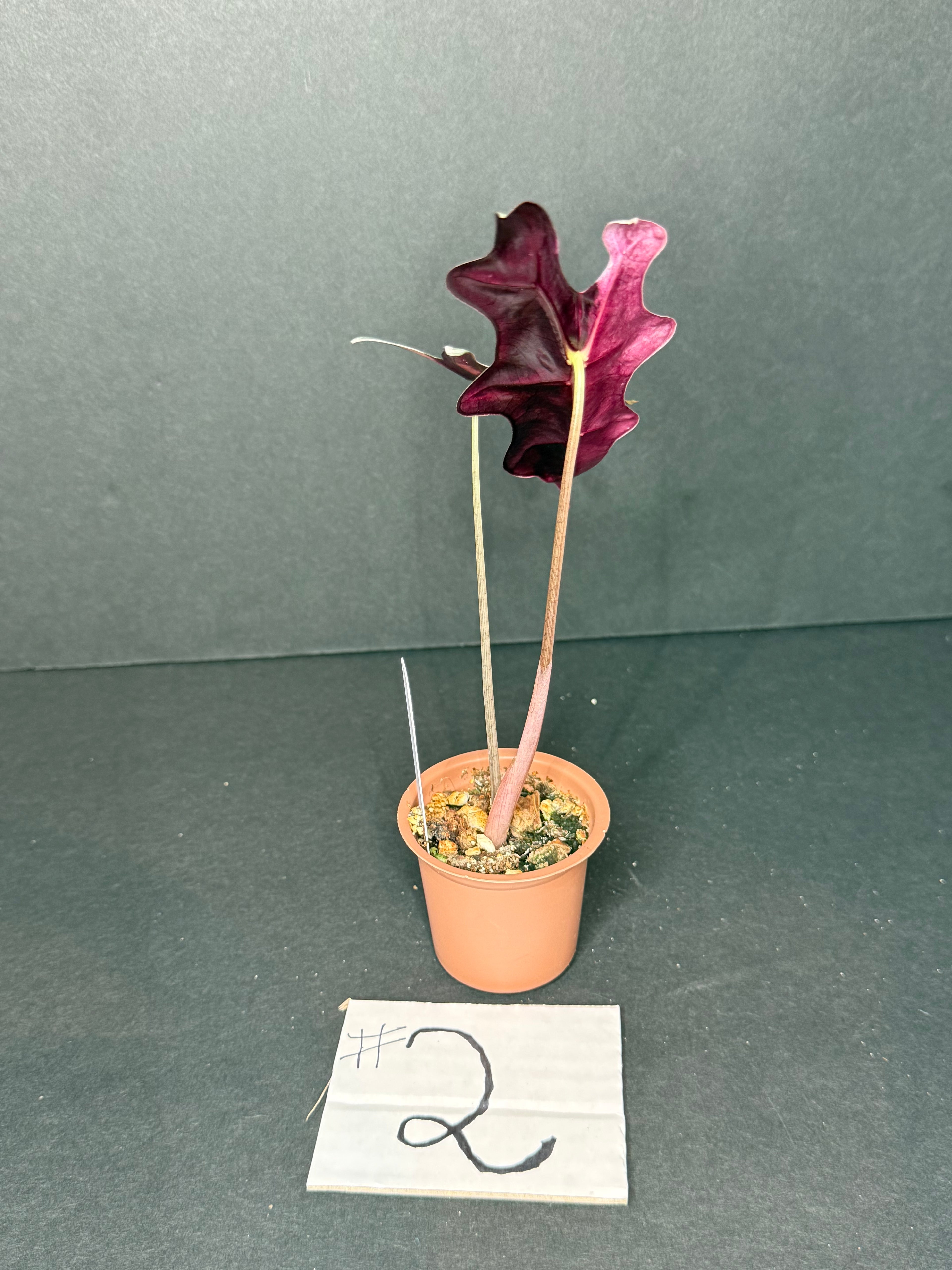 Alocasia Pink Nobilis #2