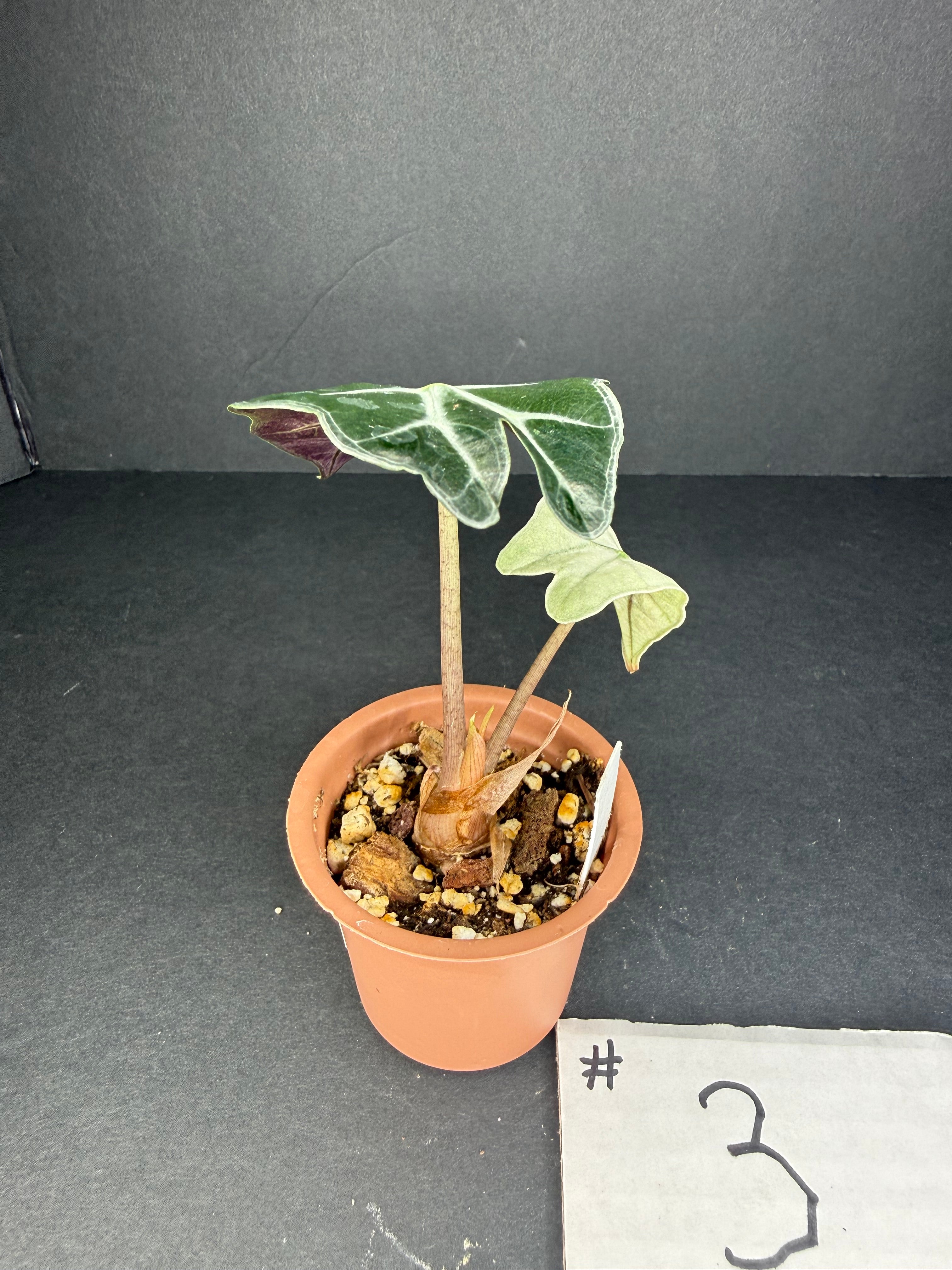 Alocasia Polly Mint #3