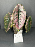 Alocasia Azlanii #1