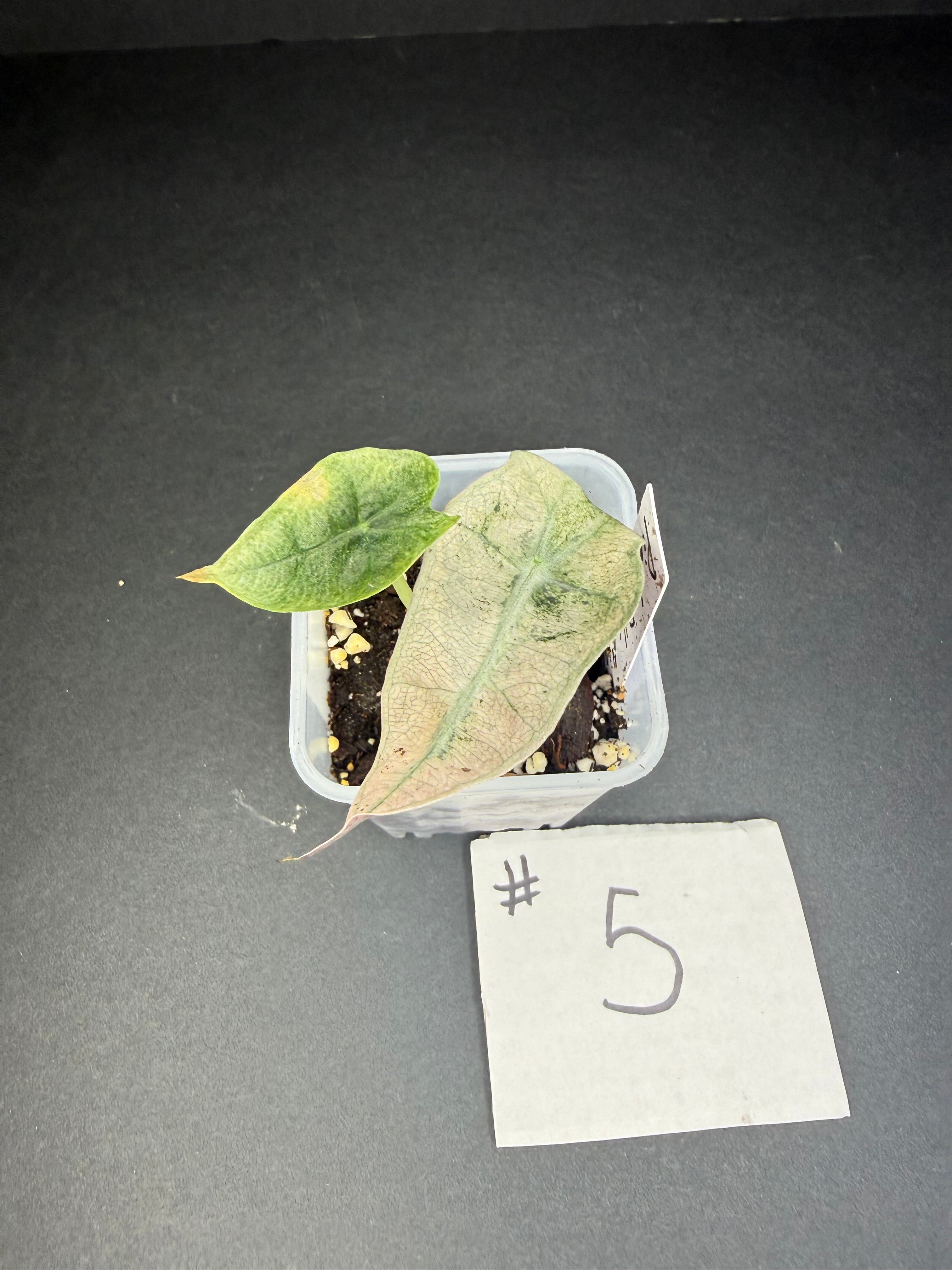 Alocasia Pink Polly Mint #5