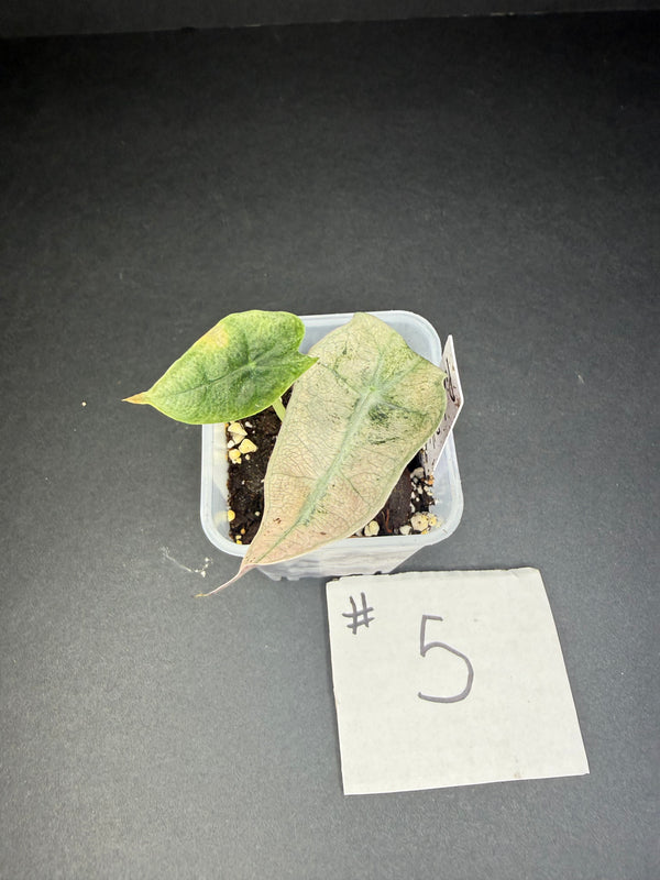 Alocasia Pink Polly Mint #5