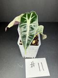 Alocasia Pink Polly Mint #11