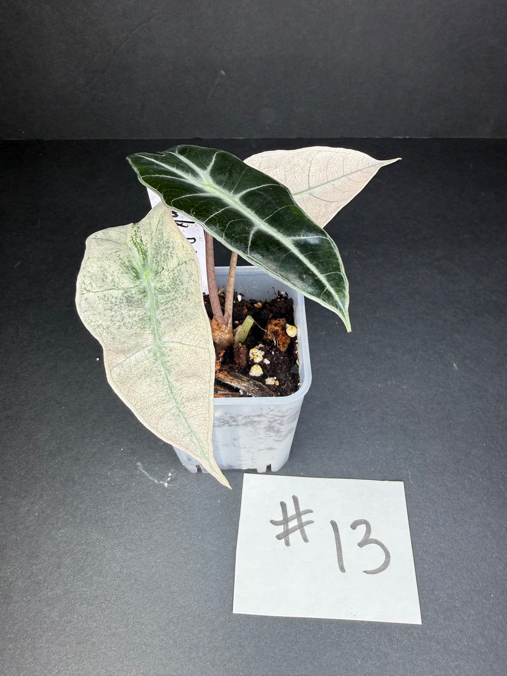 Alocasia Pink Polly Mint #13