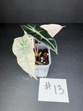 Alocasia Pink Polly Mint #13