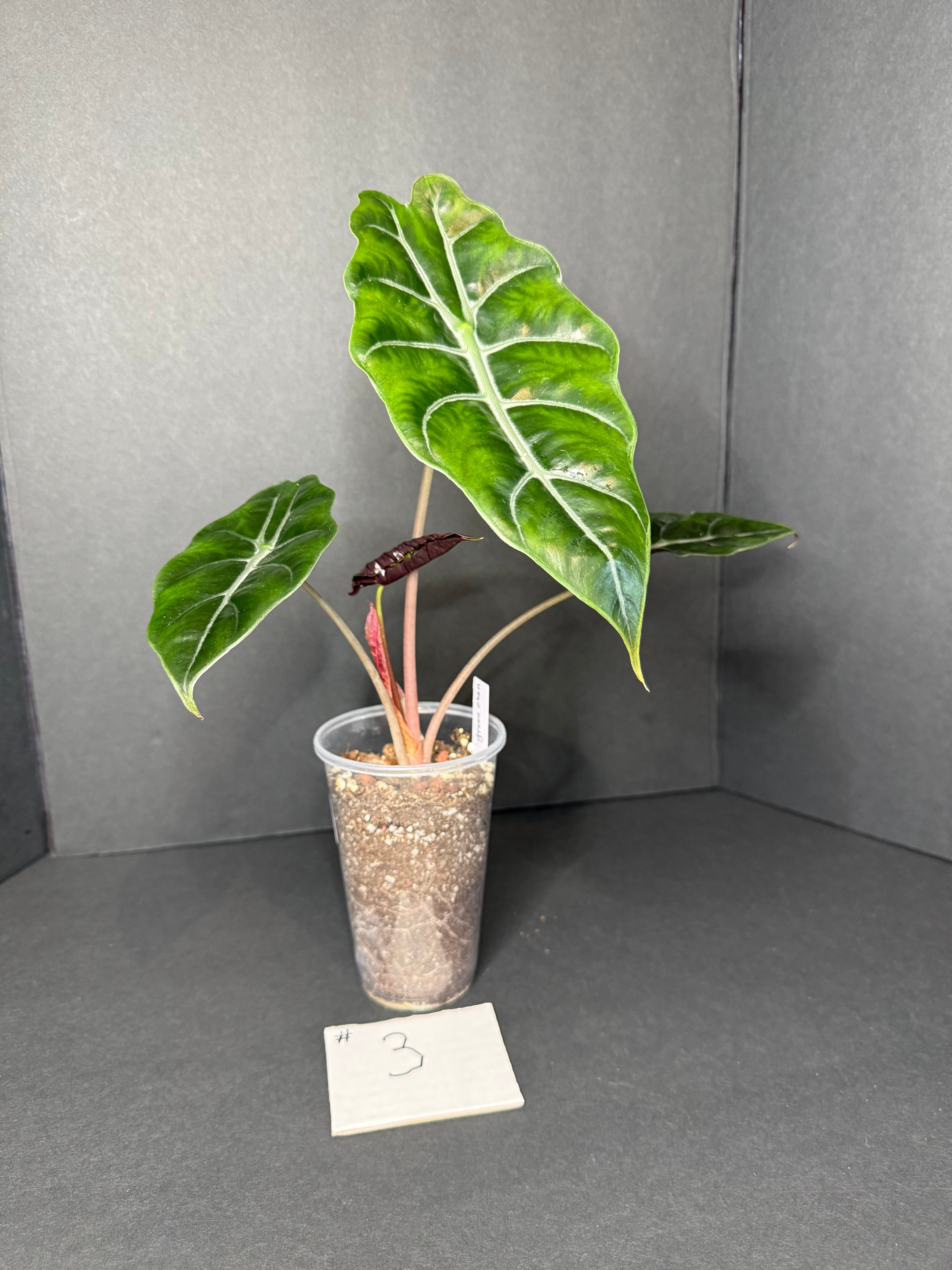 Alocasia Chantrieri #3 w/ corms