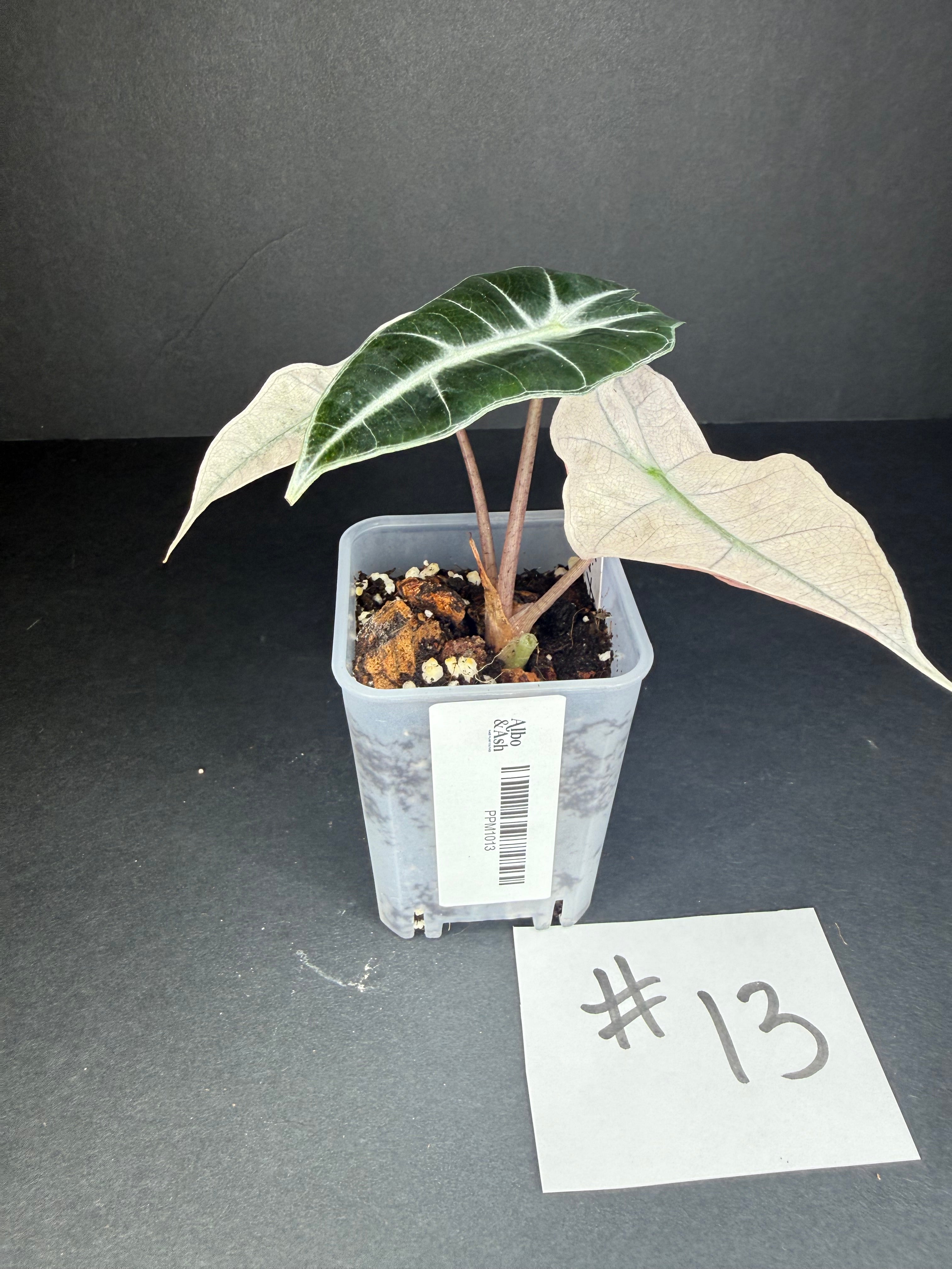 Alocasia Pink Polly Mint #13