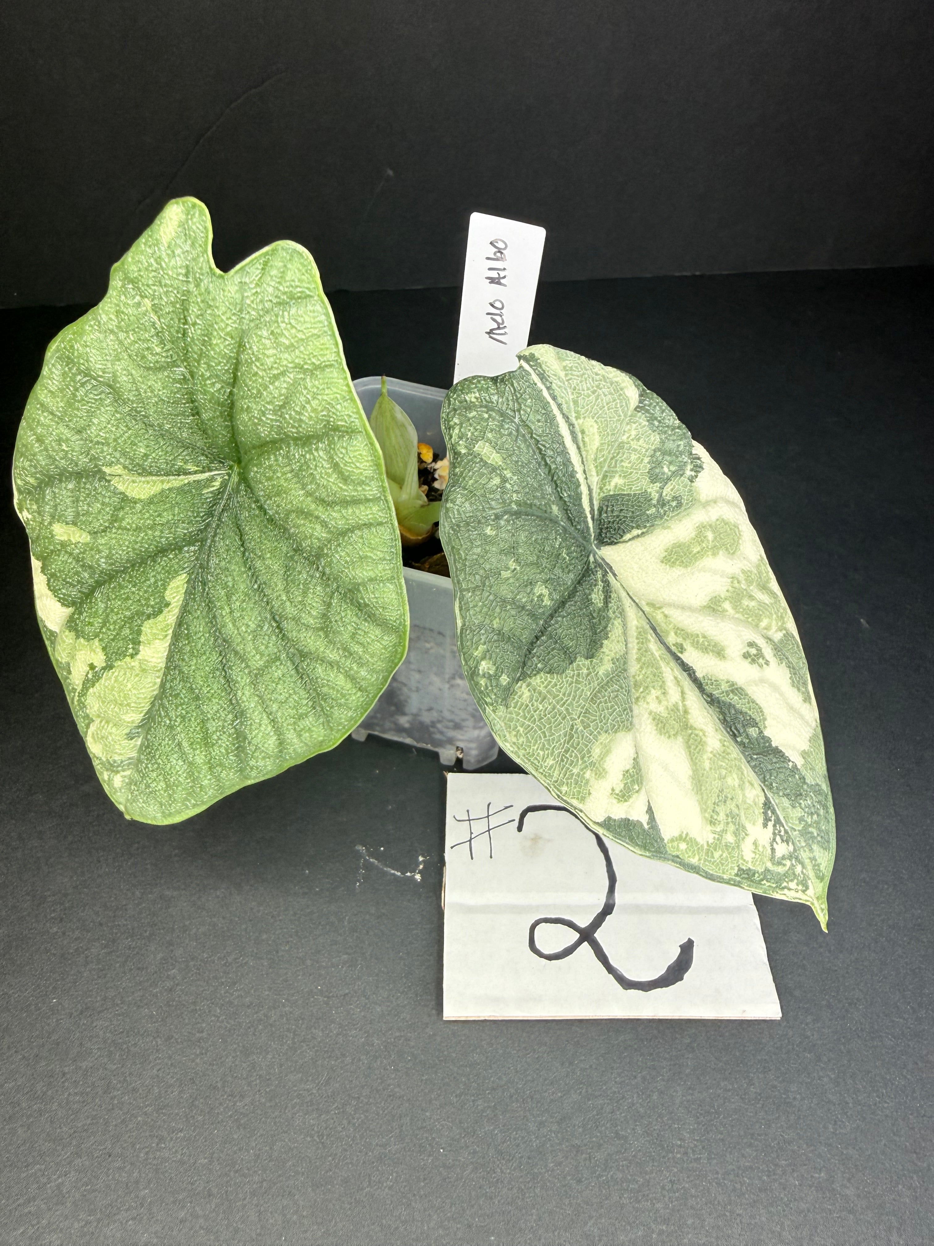 Alocasia Melo Albo Teen